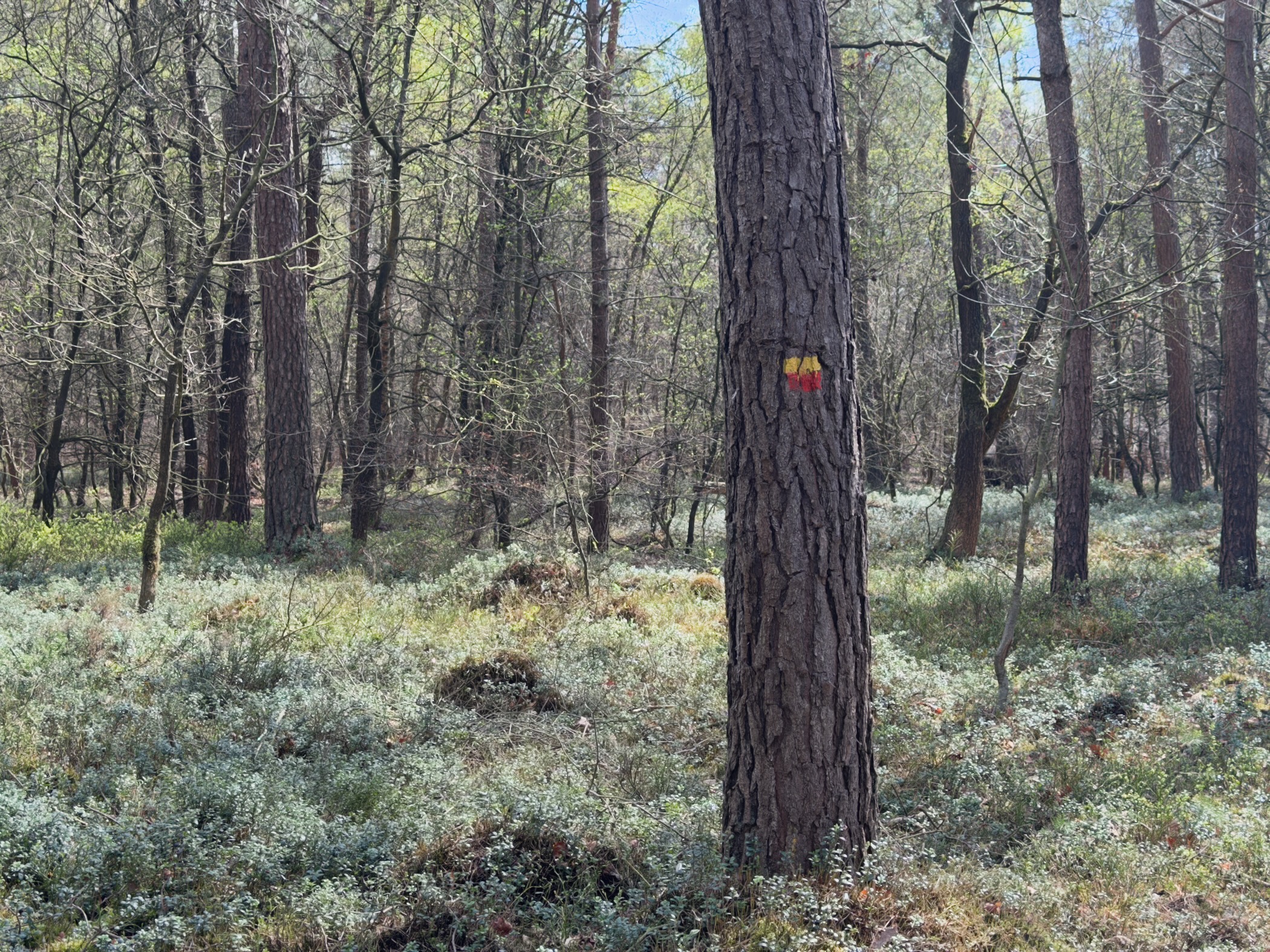 Trail marker painted red and yellow on a pine tree trunk in a mossy forest