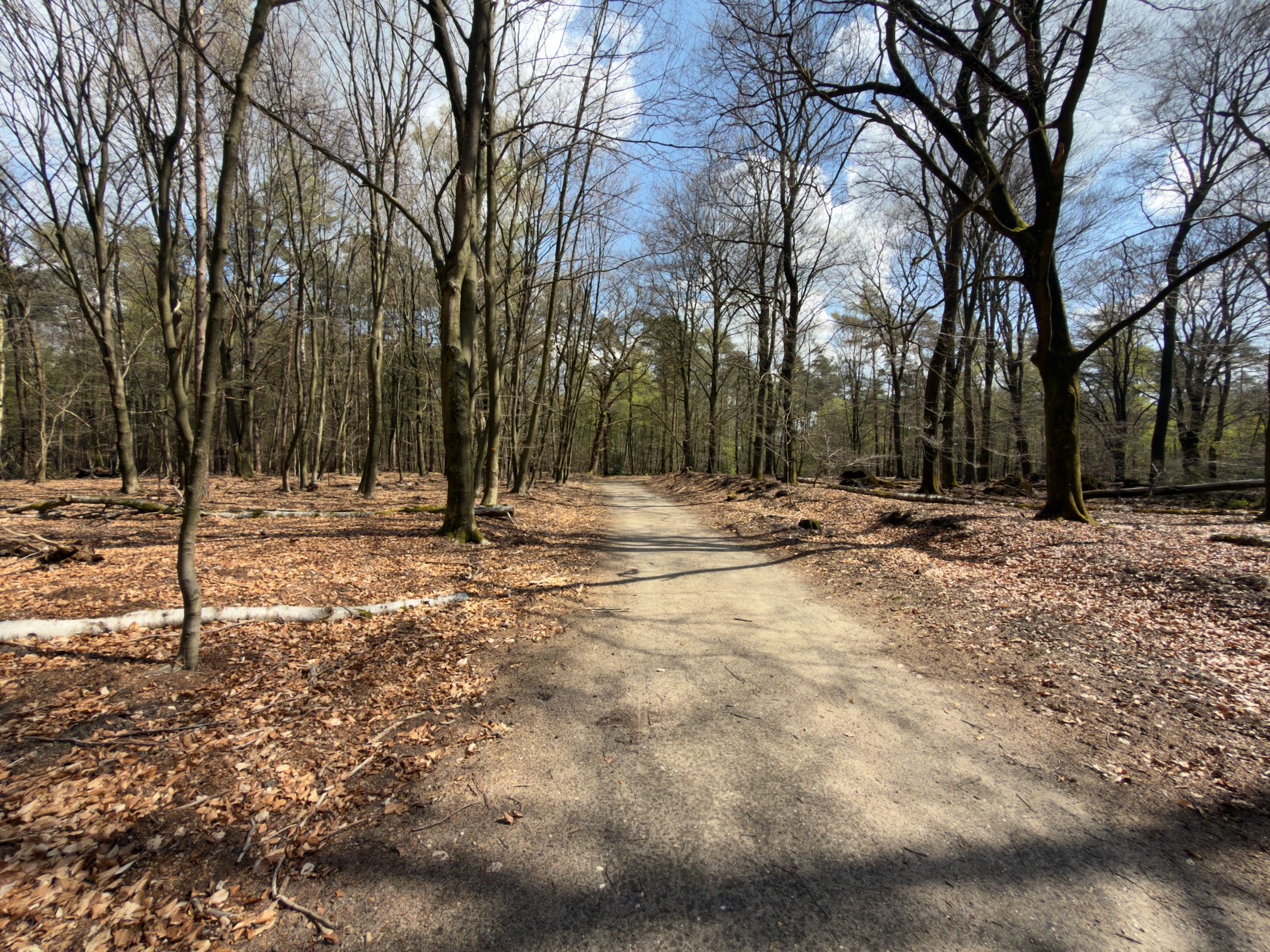 Winding path through an open deciduous forest with fallen leaves covering the ground
