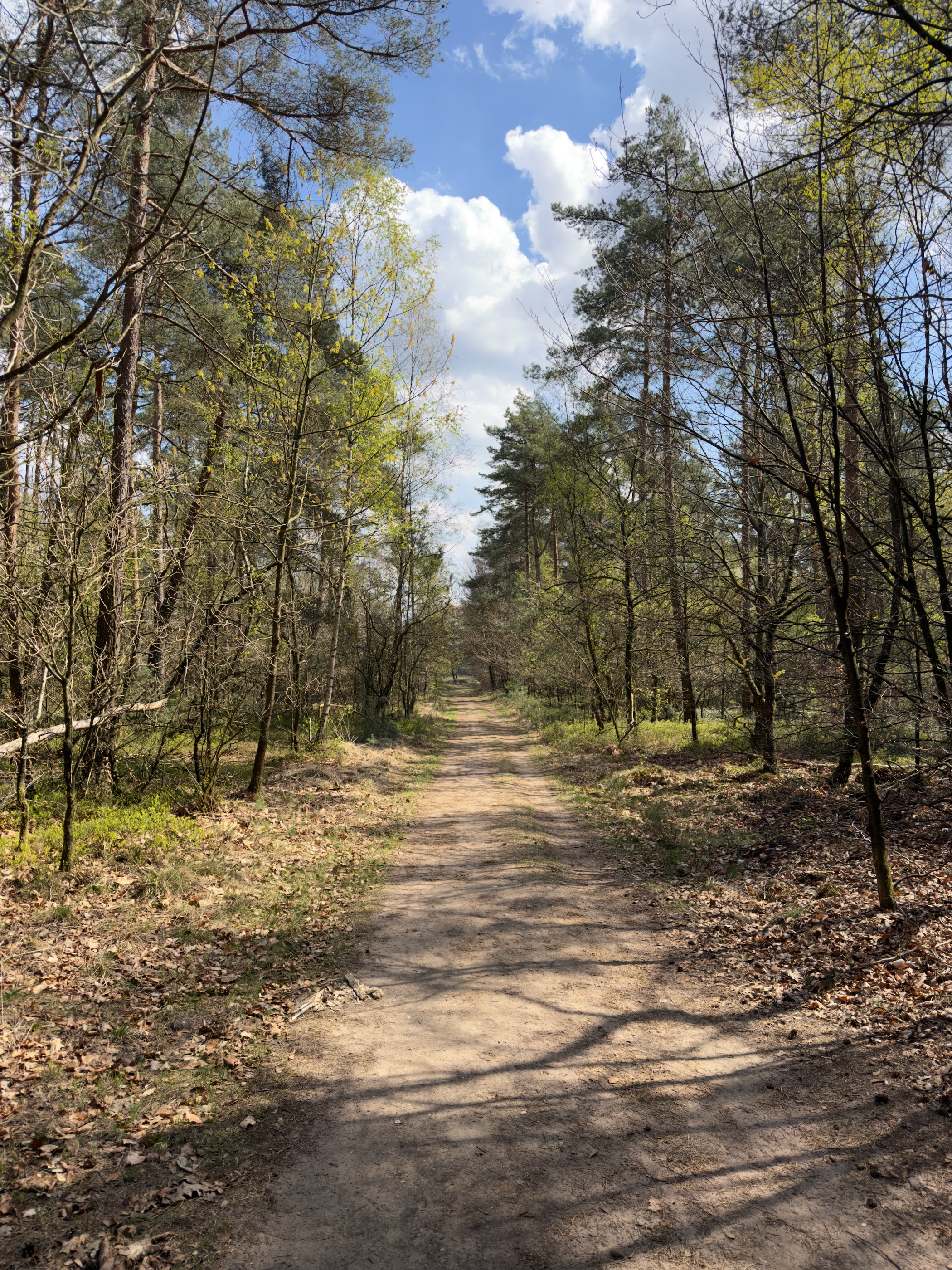 Straight sandy path through a mixed forest with fresh spring foliage emerging