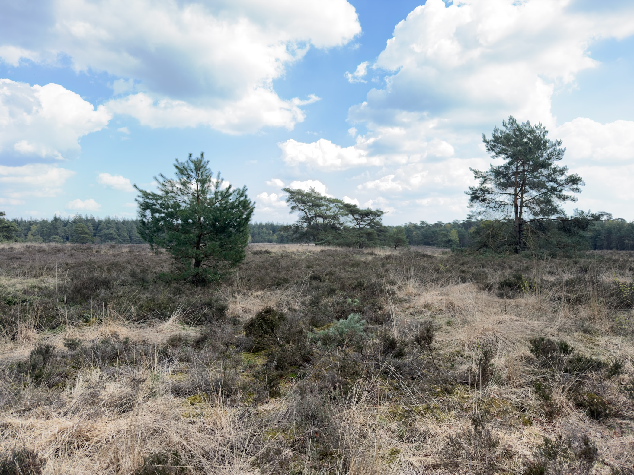 Two Scots pines standing on open heathland with dried grass under a cloudy sky