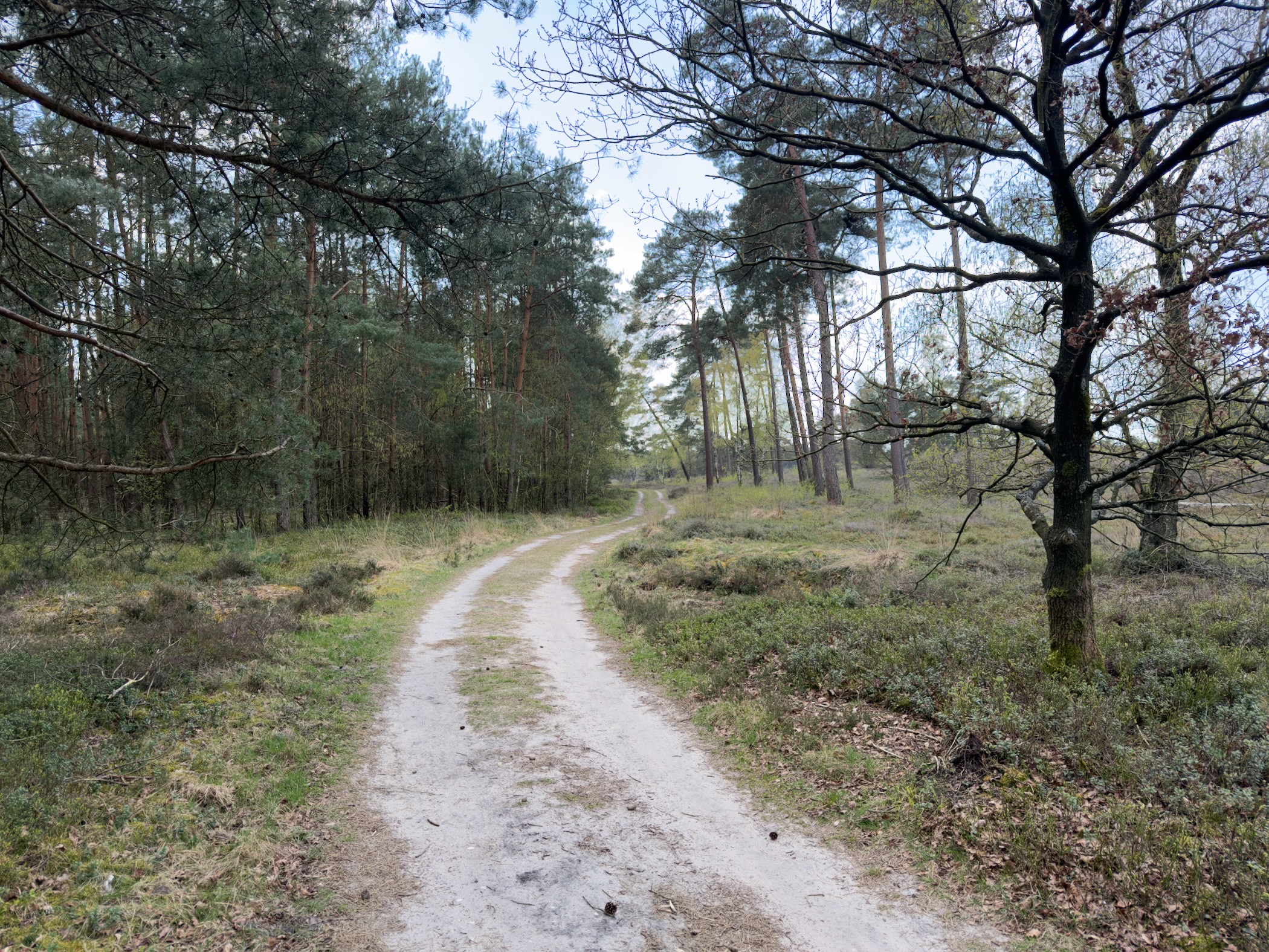 Curving sandy path between pine forest and open heathland