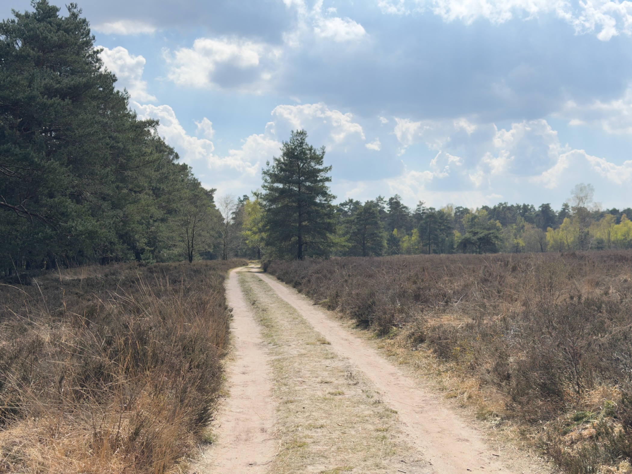 Sandy trail leading straight across heathland towards a line of Scots pines