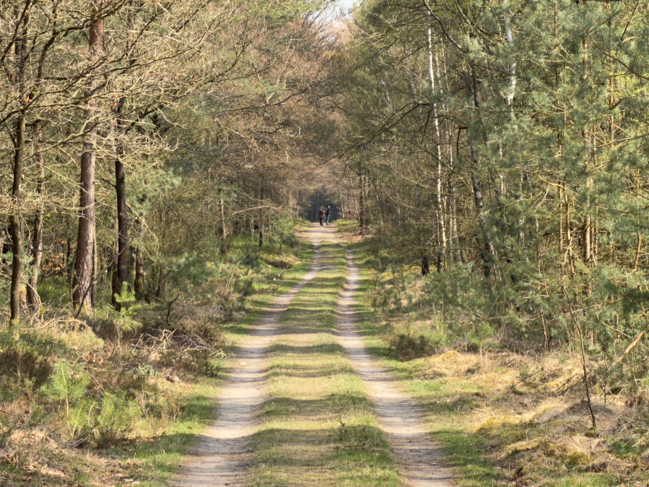 Long straight double track disappearing into a tunnel of mixed forest
