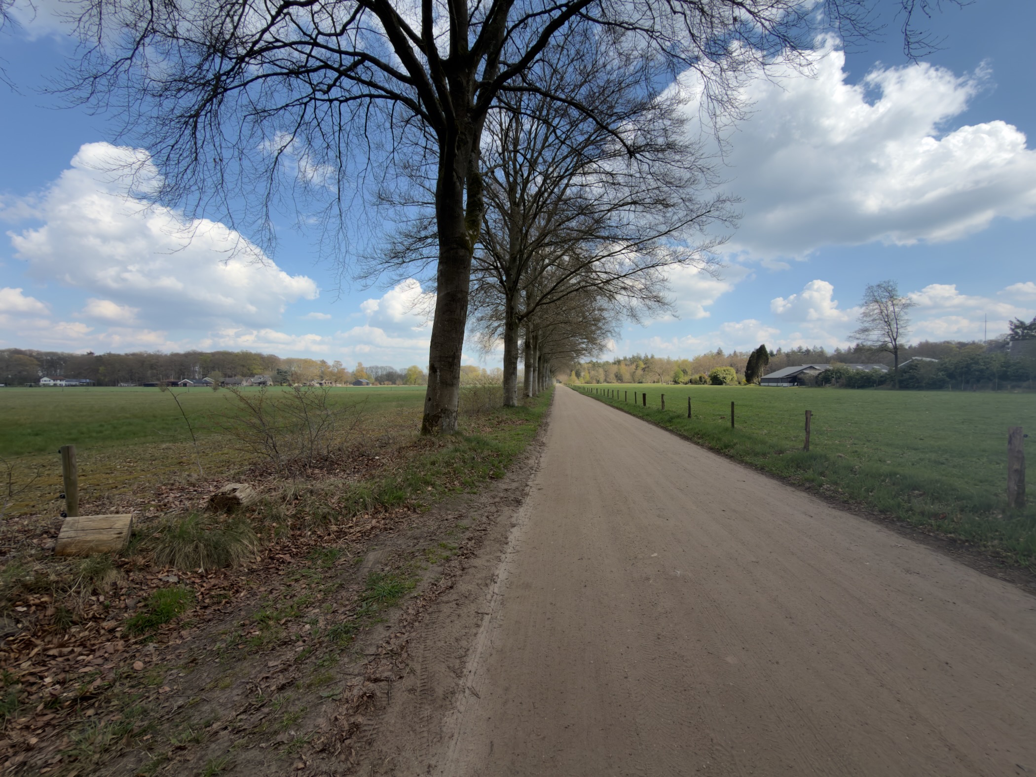 Tree-lined country lane between green pastures under a blue sky with white clouds