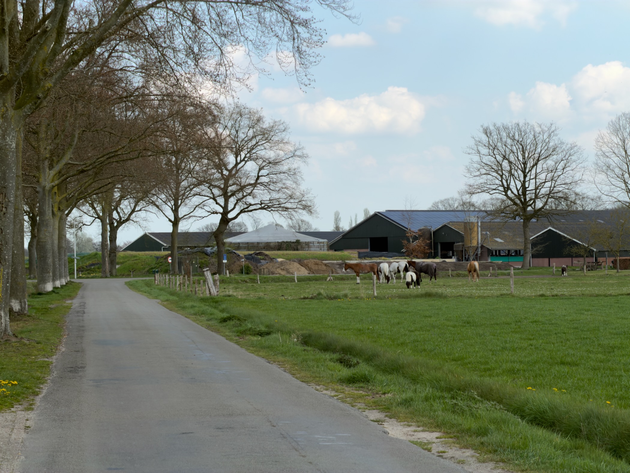 Country road lined with bare oaks leading to a farm with cows grazing in the pasture