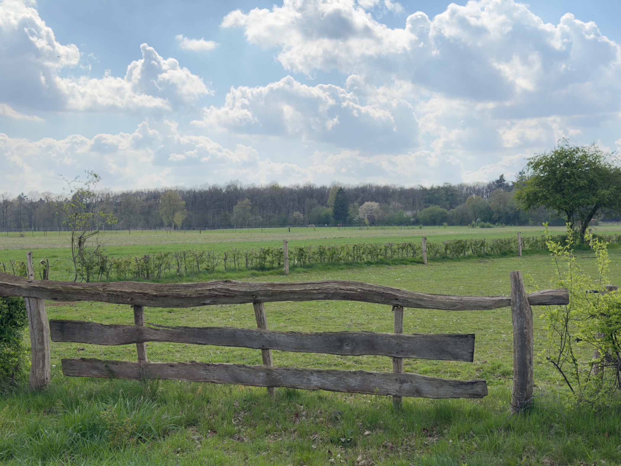 Rustic wooden fence in front of a green meadow with forest in the background