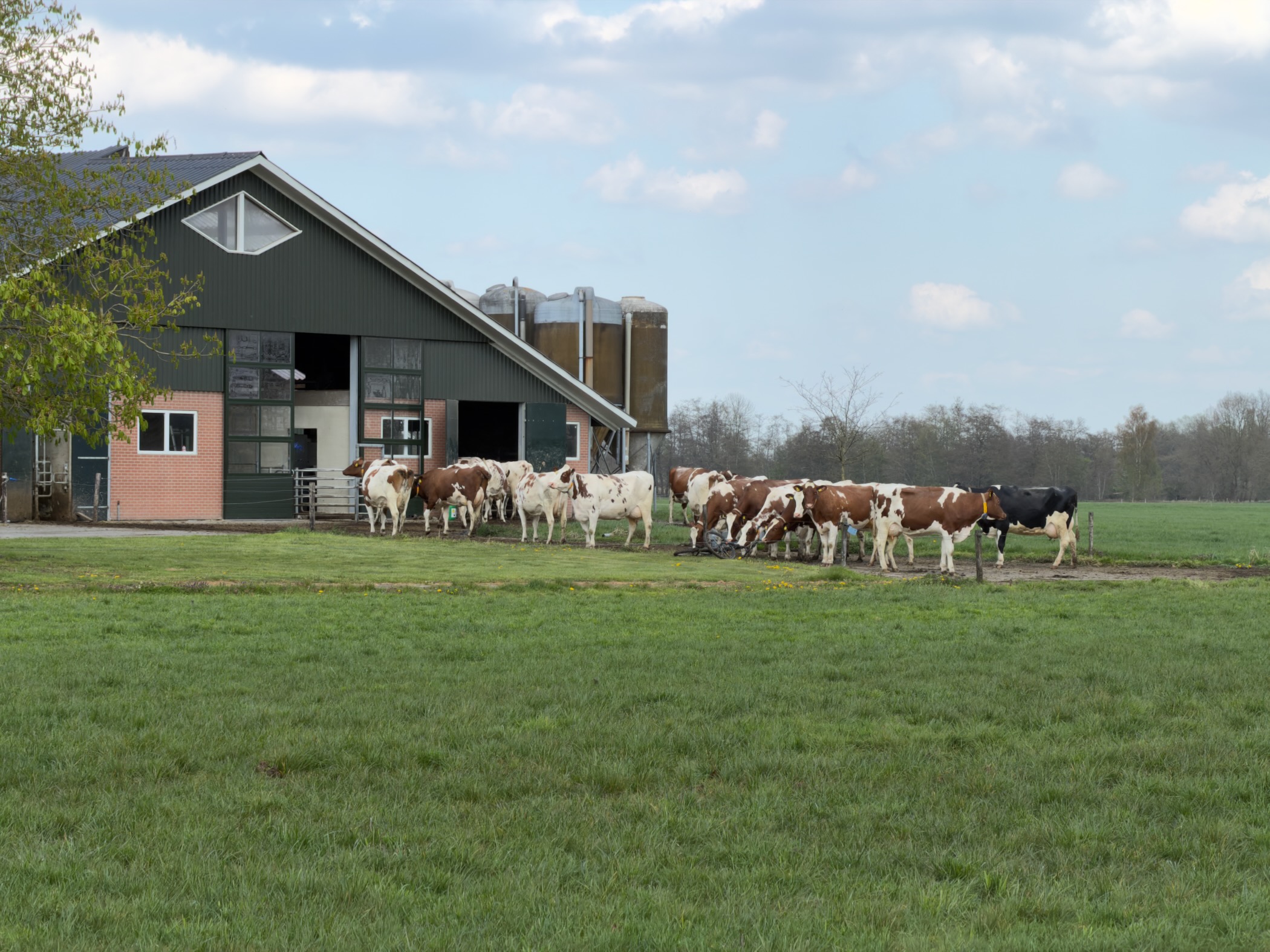 Herd of dairy cows leaving a modern barn onto a green pasture