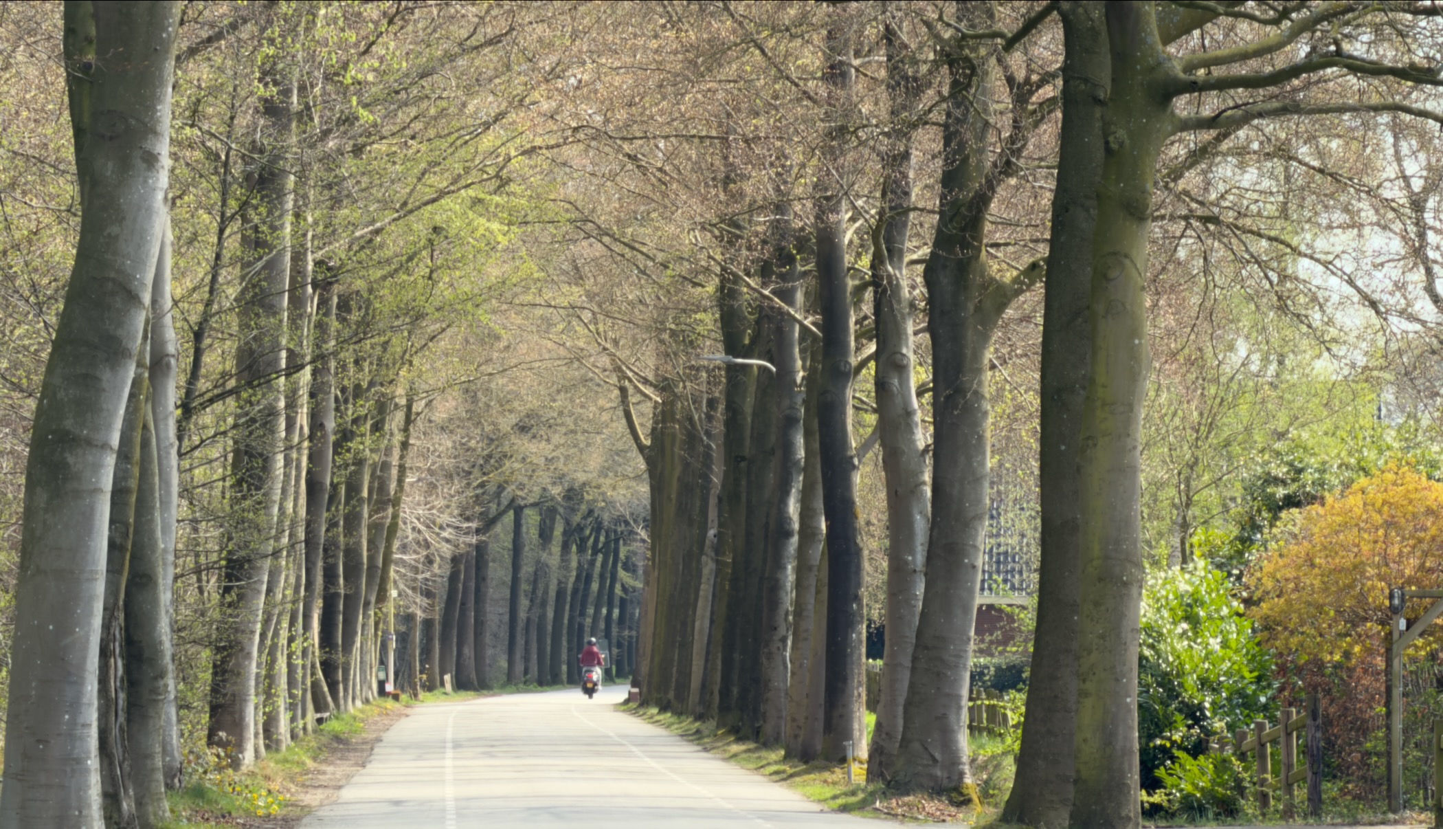 Stately tree-lined avenue with tall beech trees forming a canopy over the road