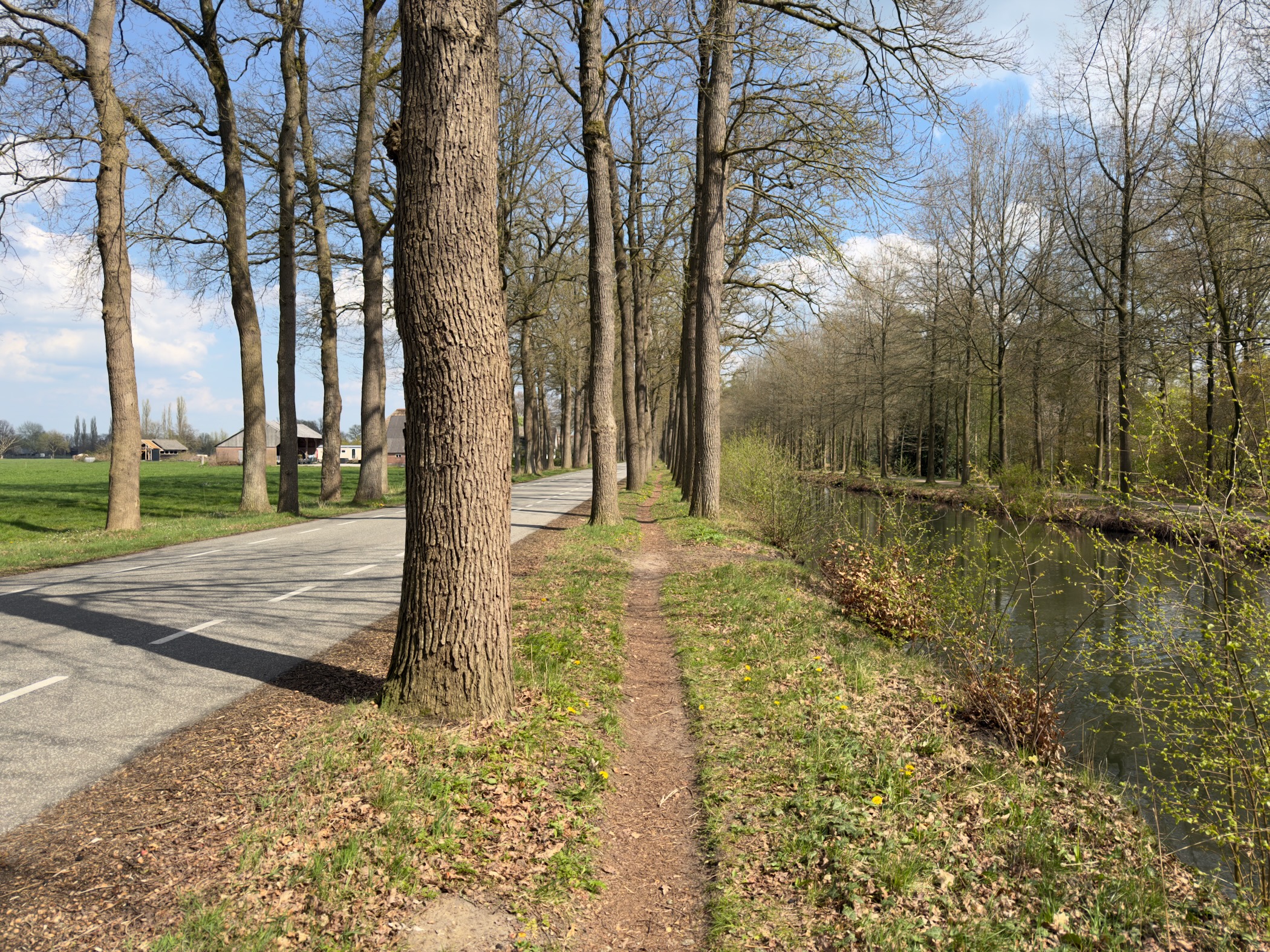 Narrow footpath between a row of oak trees and a canal with reflections
