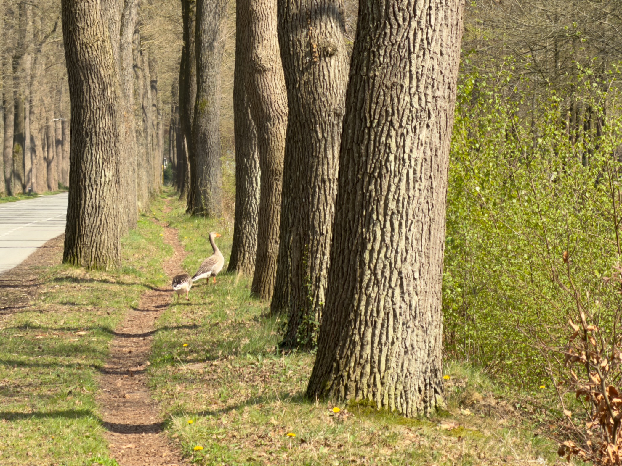 Heron standing between oak tree trunks along a grassy path