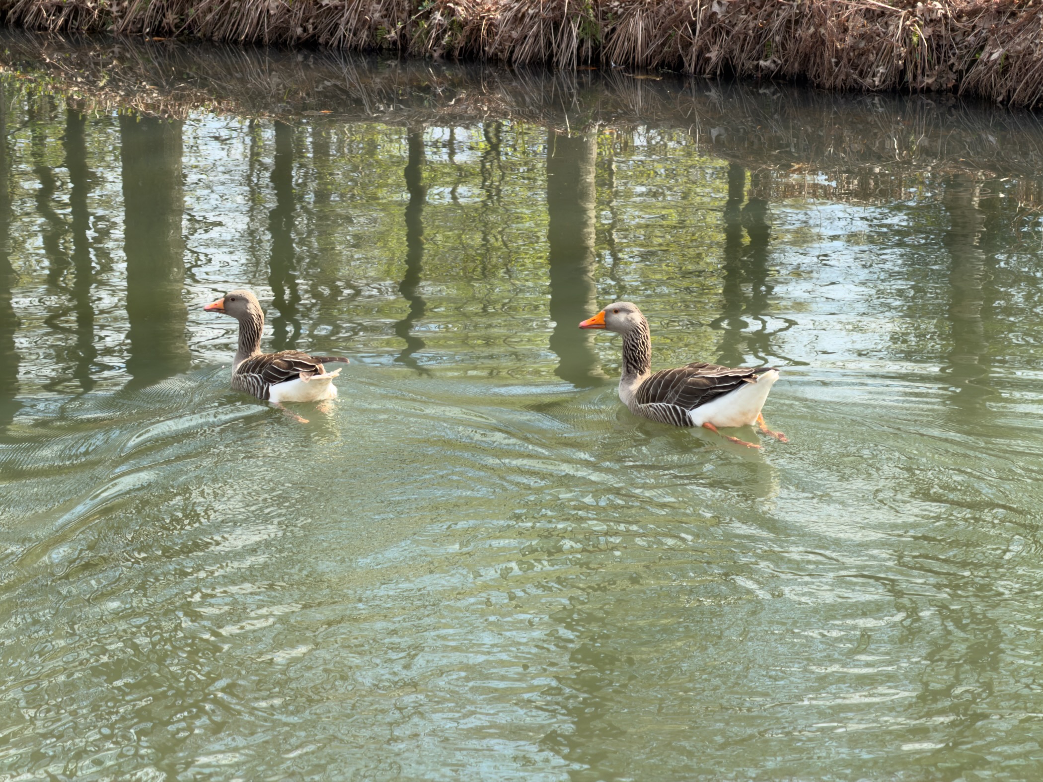 Two greylag geese swimming in a green canal with tree reflections