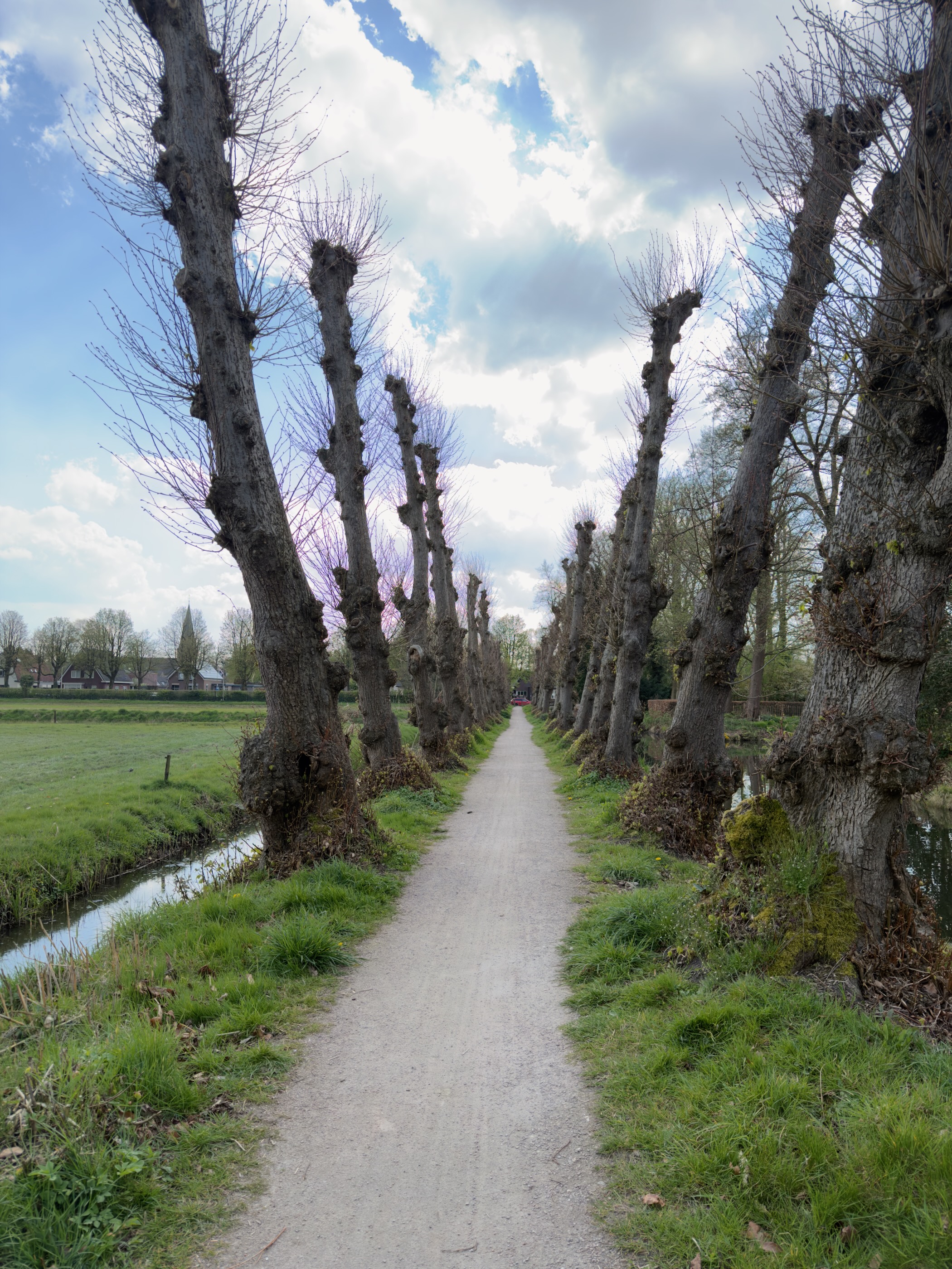 Narrow gravel path lined with pollarded trees alongside a ditch and green pastures