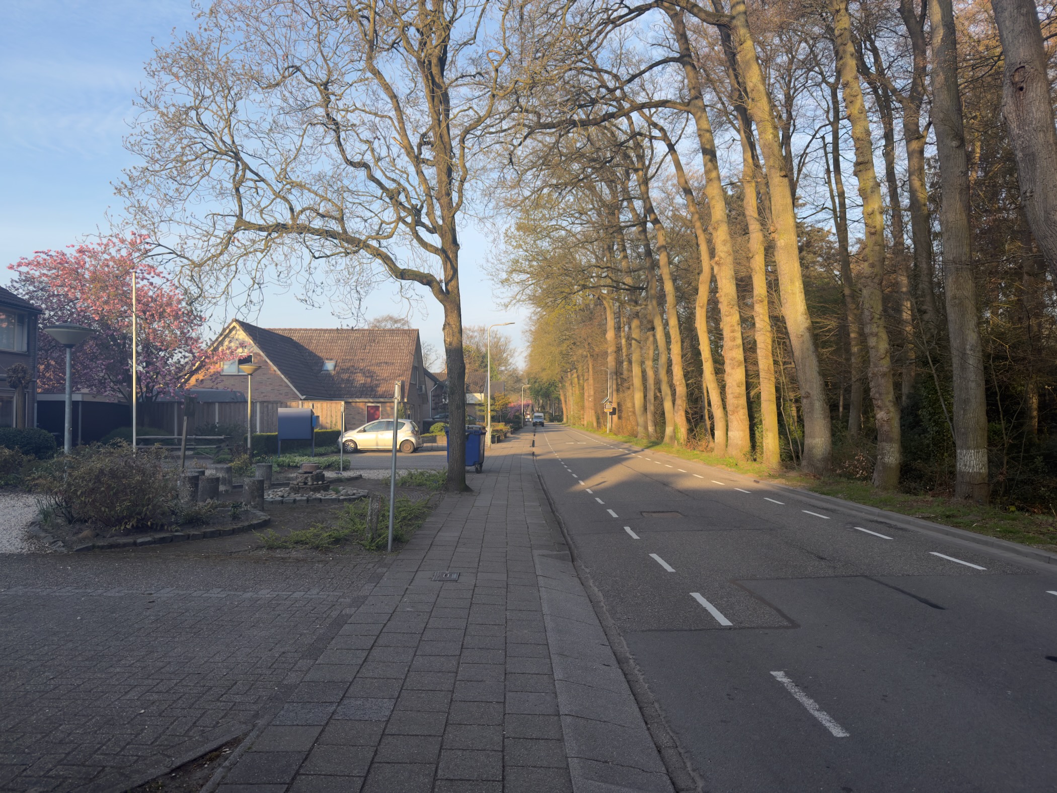 Tree-lined road through Vaassen with houses on the left and tall oaks bathed in golden morning light