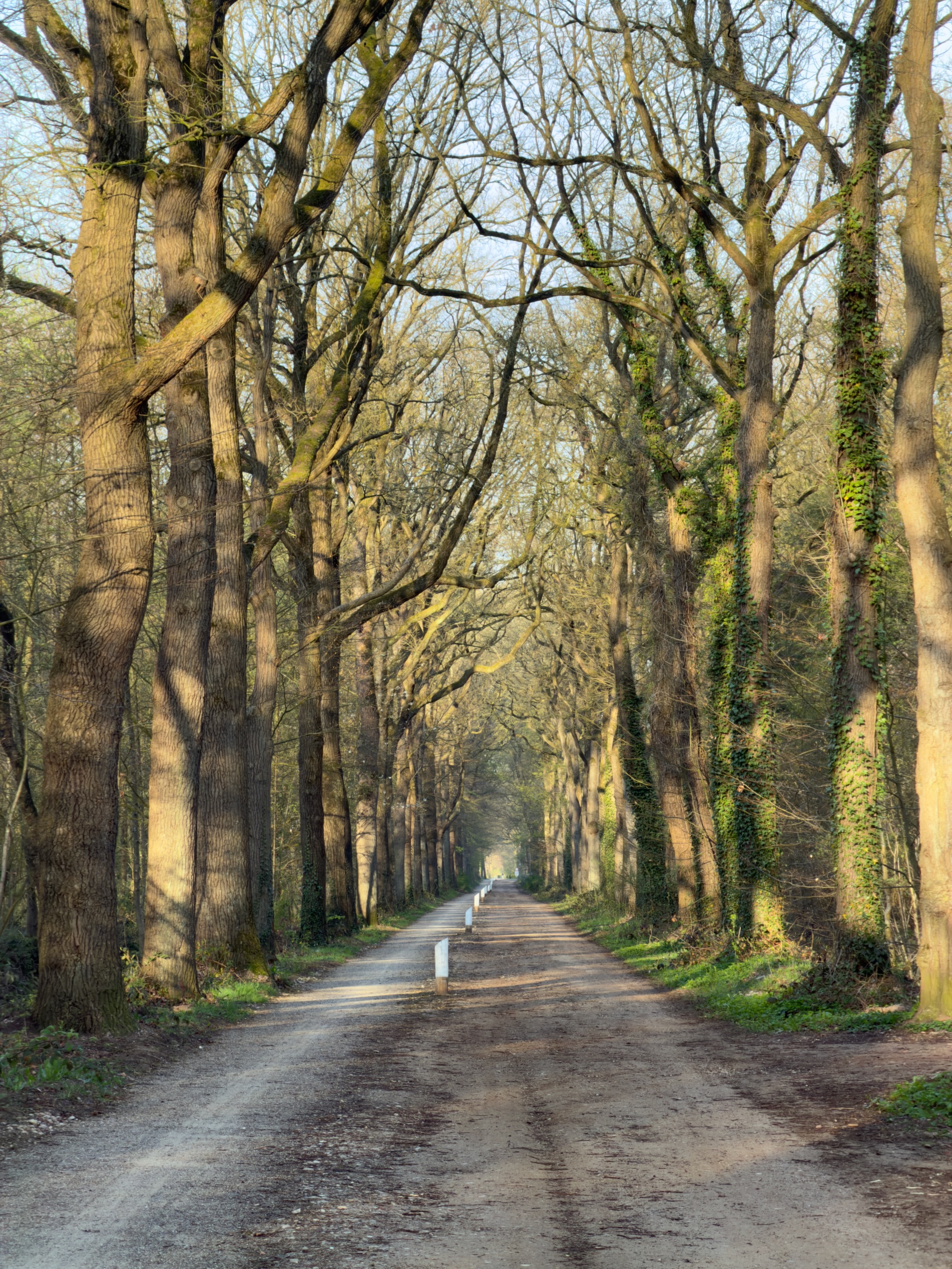 Tall oak trees forming a canopy over a narrow unpaved lane in the Cannenburgh estate