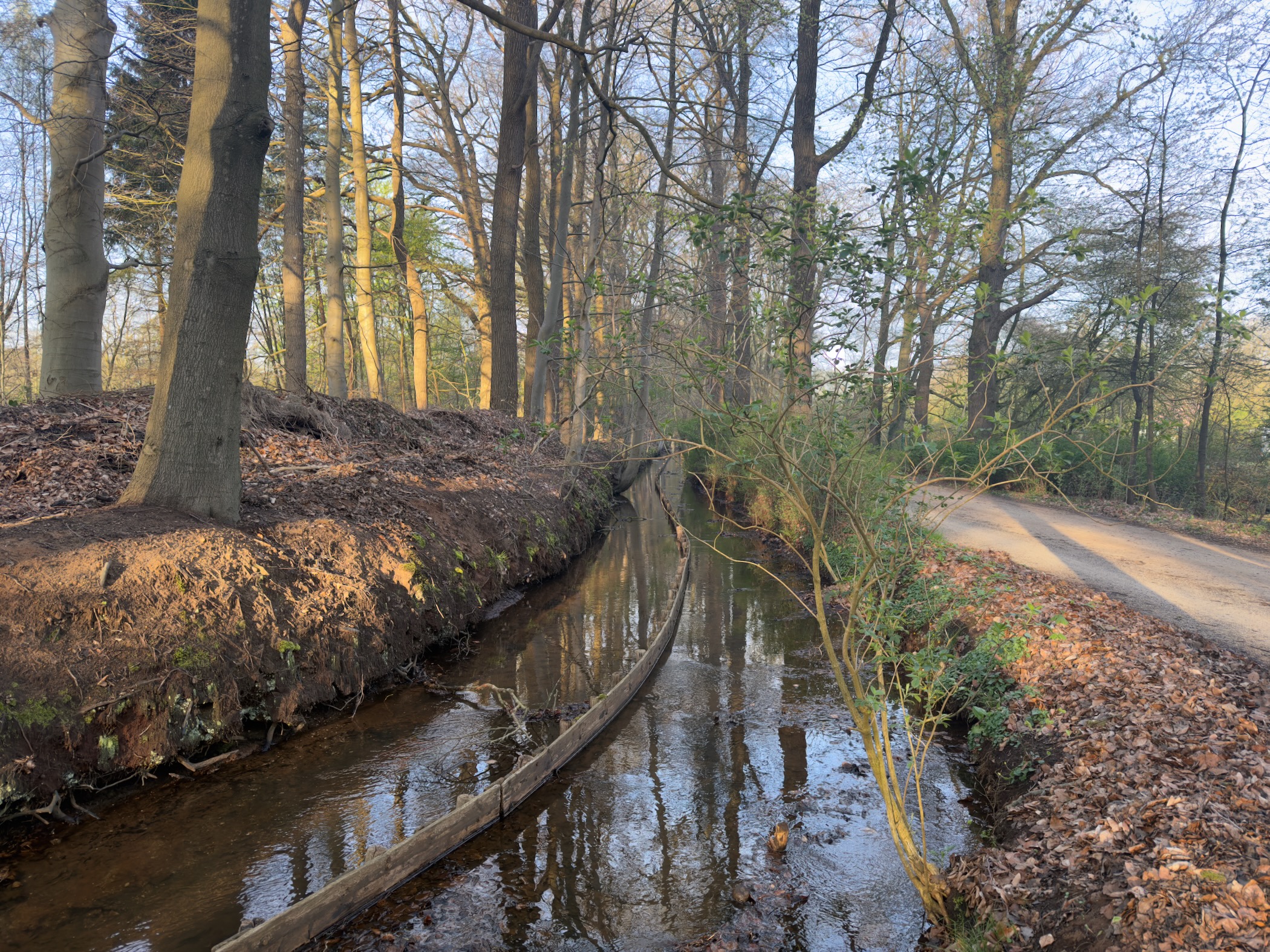 Stream winding through woodland with beech trees, reflections in the calm water