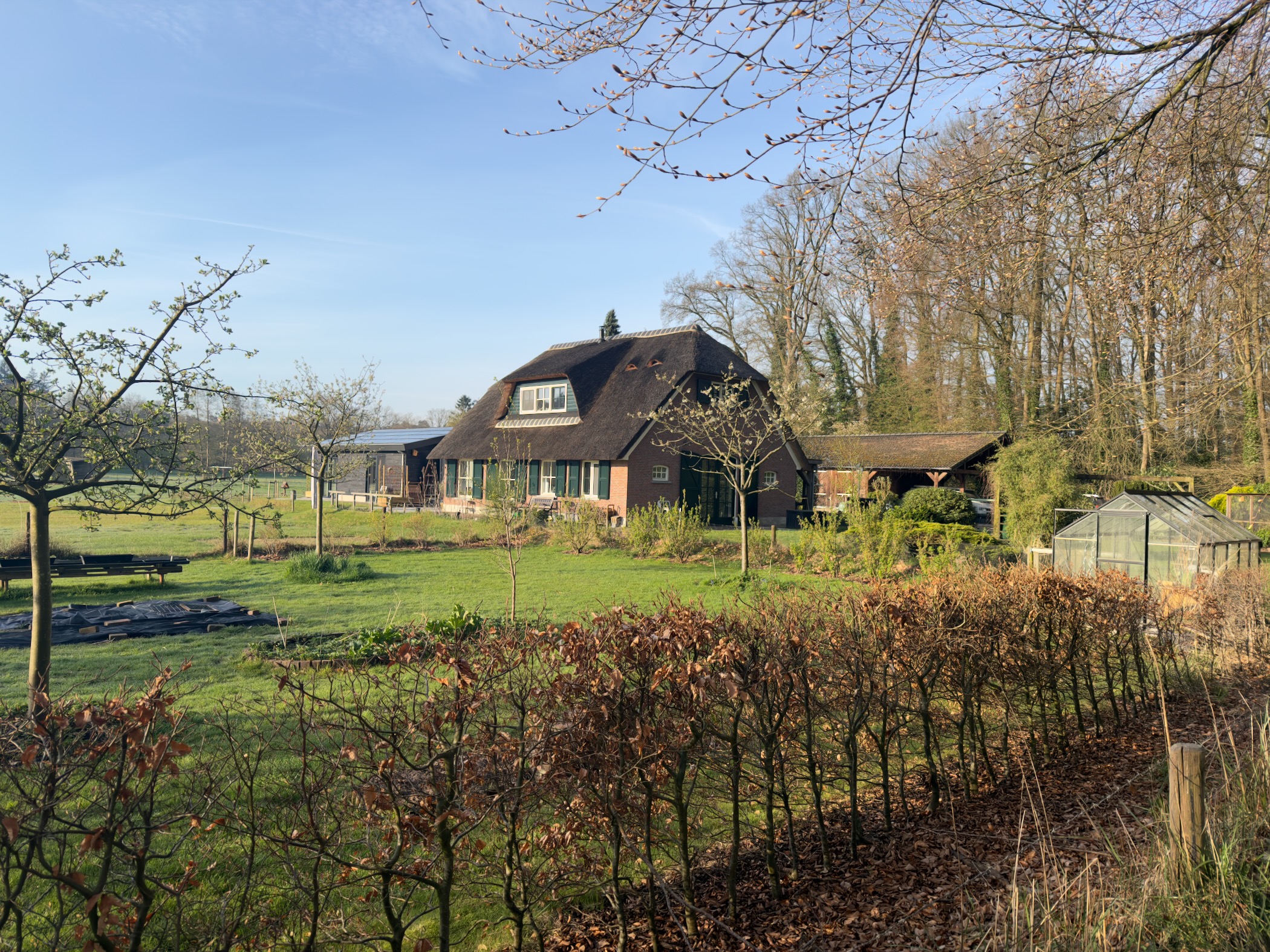 Thatched-roof farmhouse with a greenhouse and green garden surrounded by bare trees in early spring