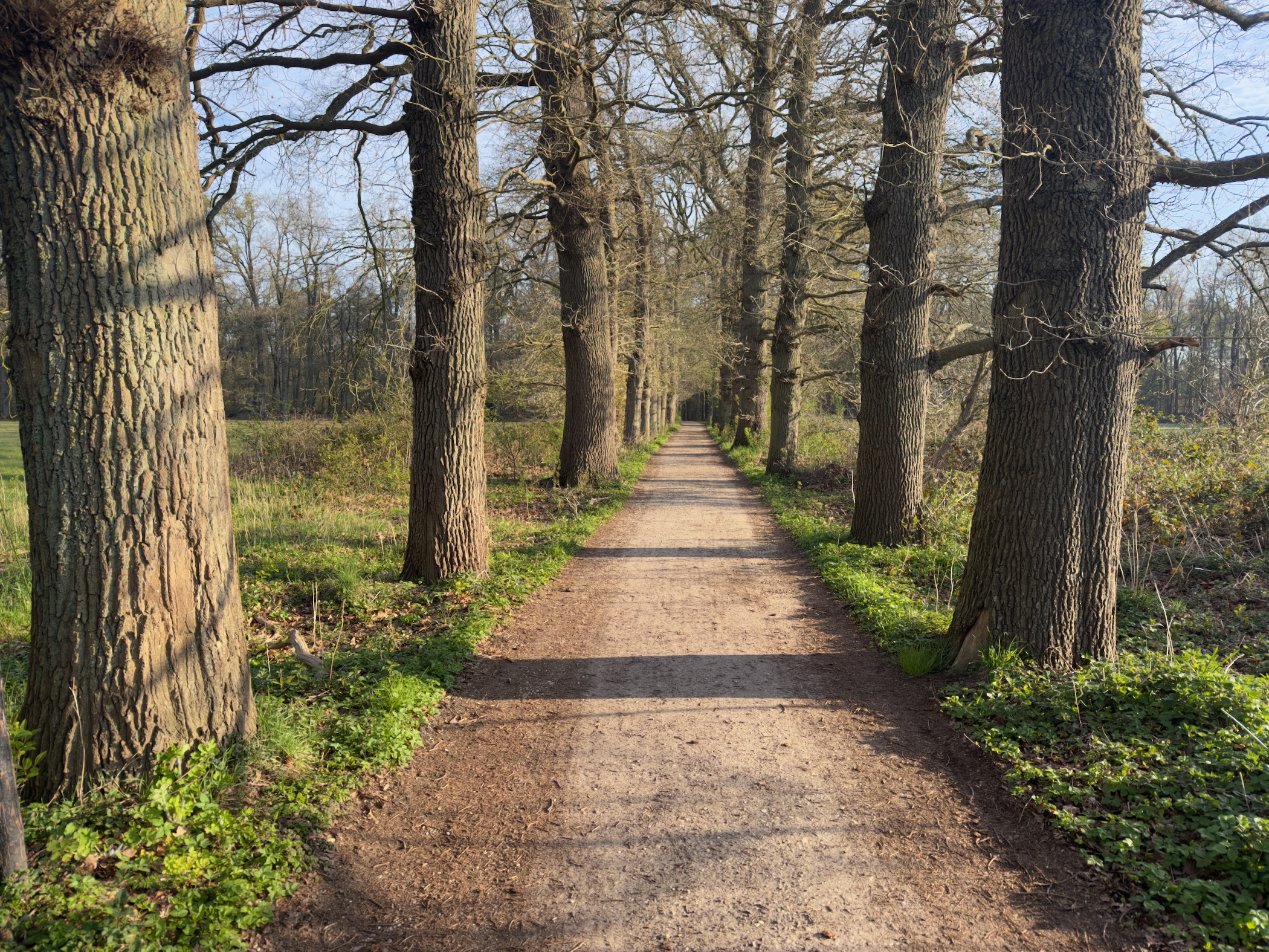 Straight sandy path lined with mature oak trees through a park