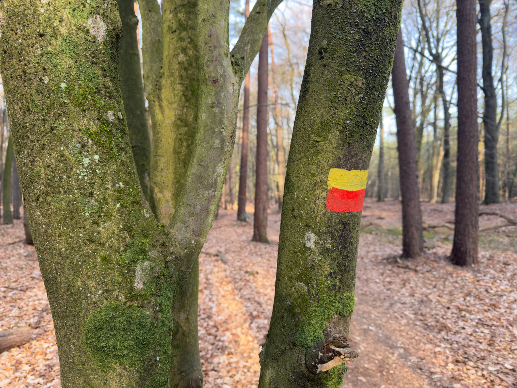 Yellow and red trail marker painted on a moss-covered tree trunk in the forest