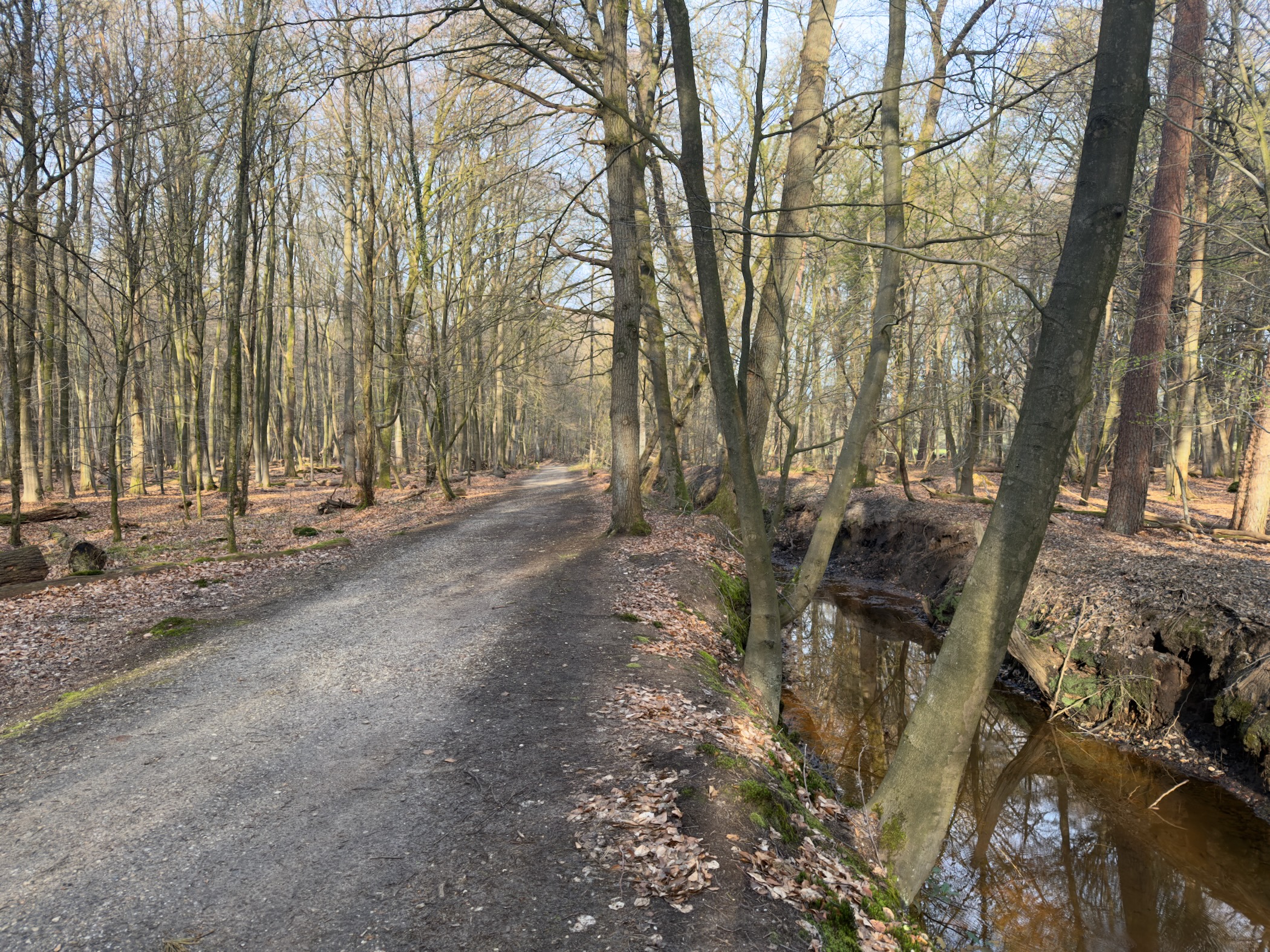 Gravel path winding through early spring woodland alongside a stream