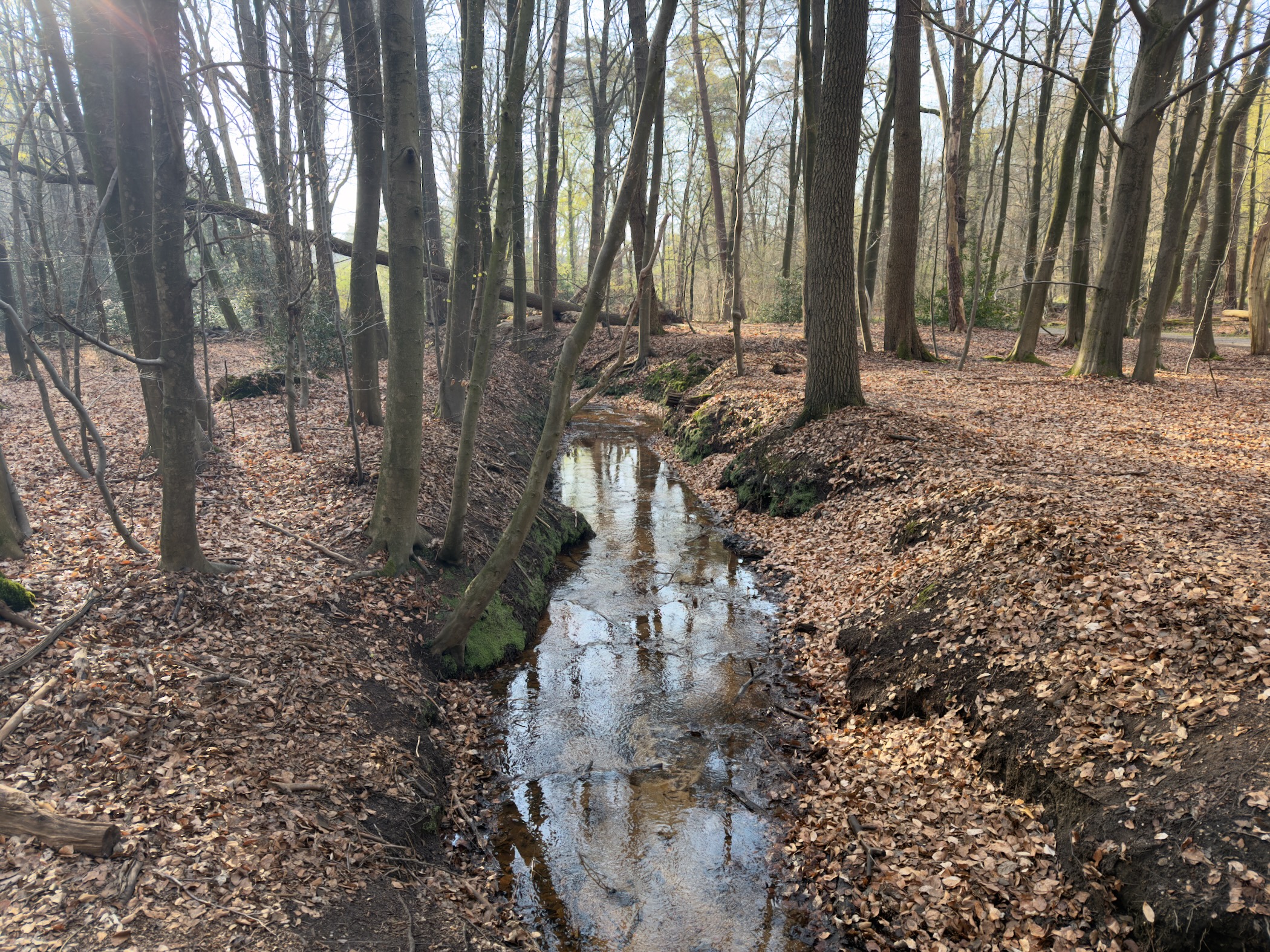 Narrow stream meandering through the forest floor covered in fallen leaves
