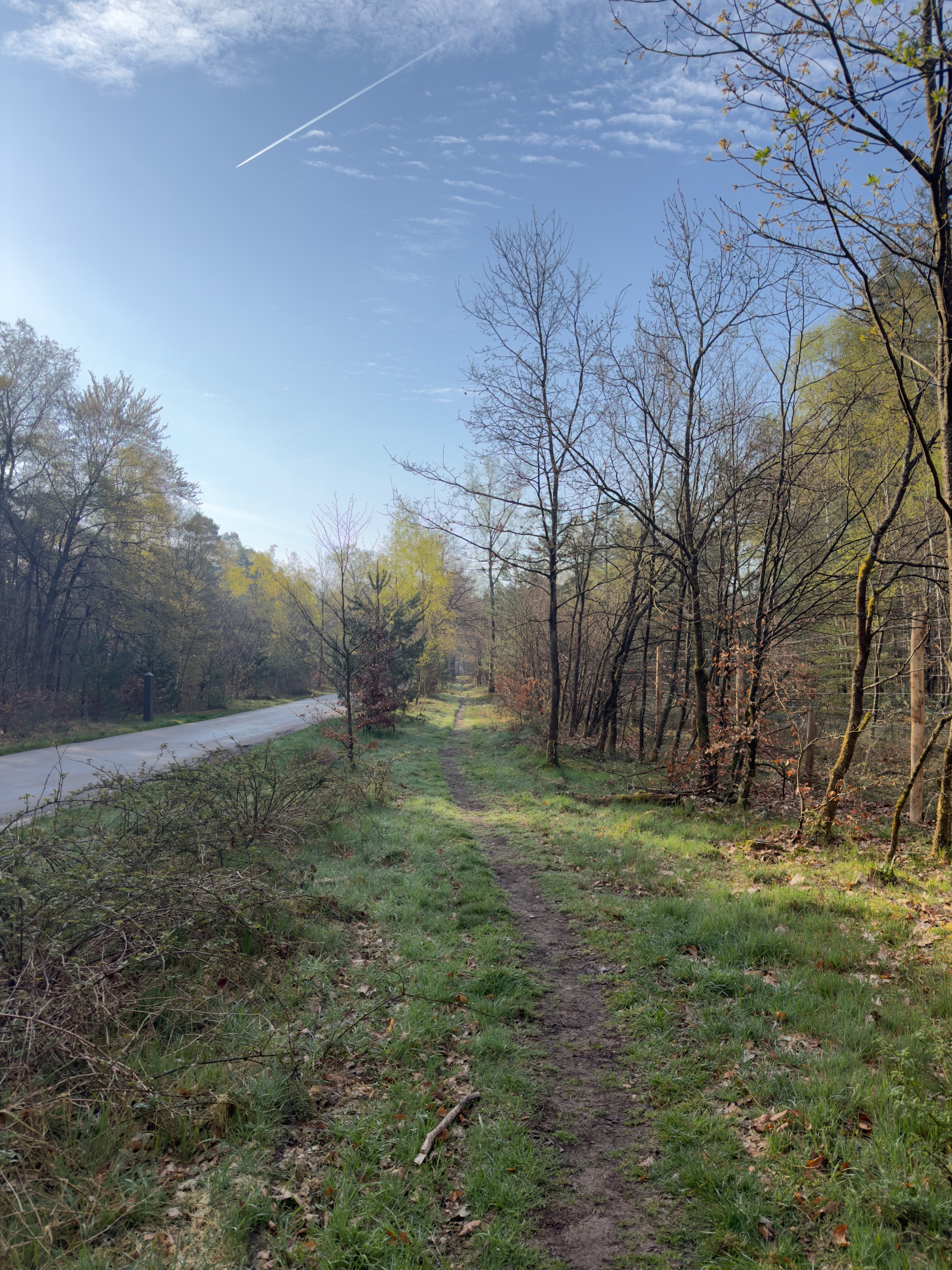 Narrow grassy trail running alongside a road through woodland with fresh spring foliage emerging