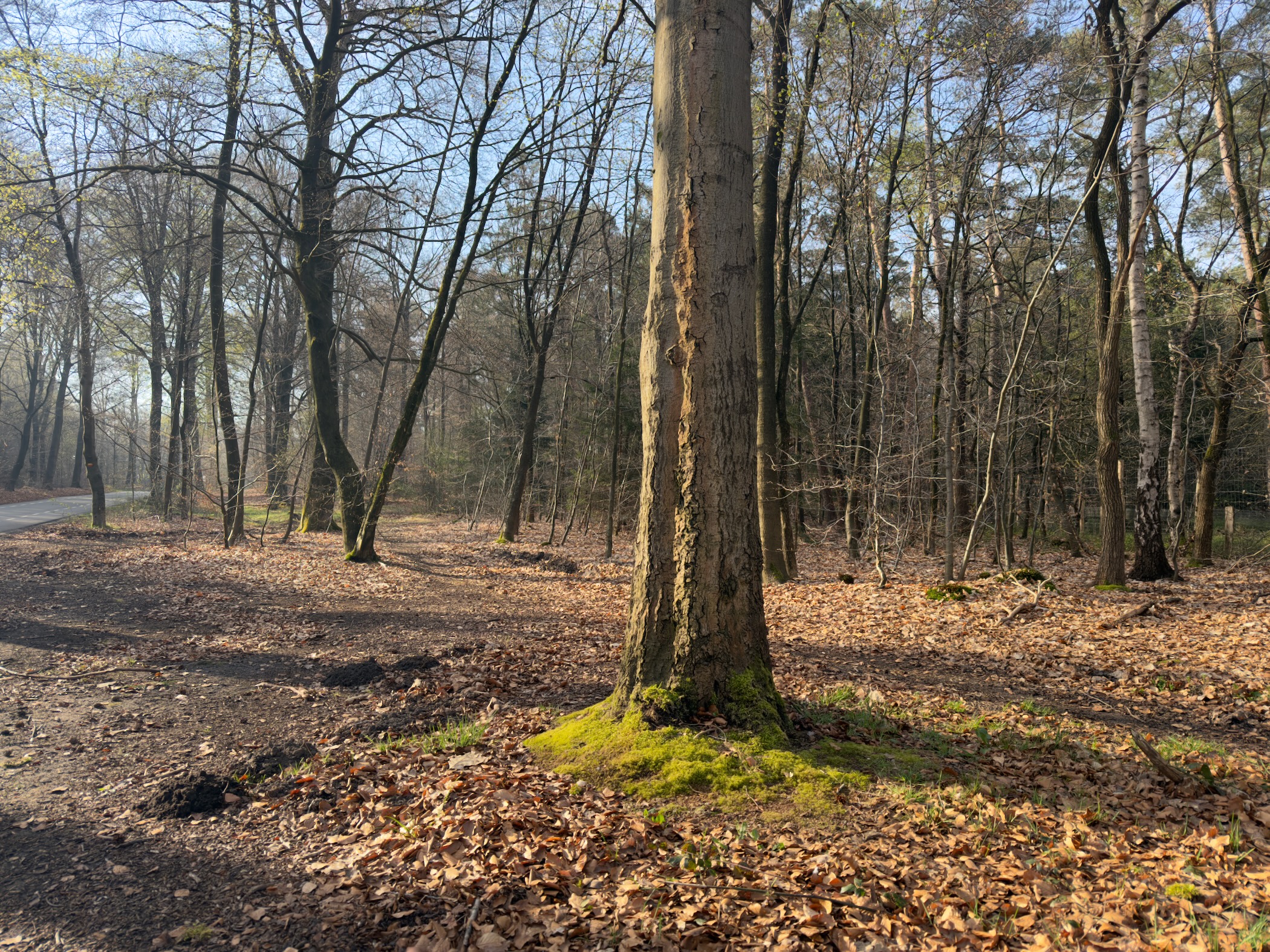 Open deciduous forest with sunlight filtering through bare trees and moss at the base of a trunk