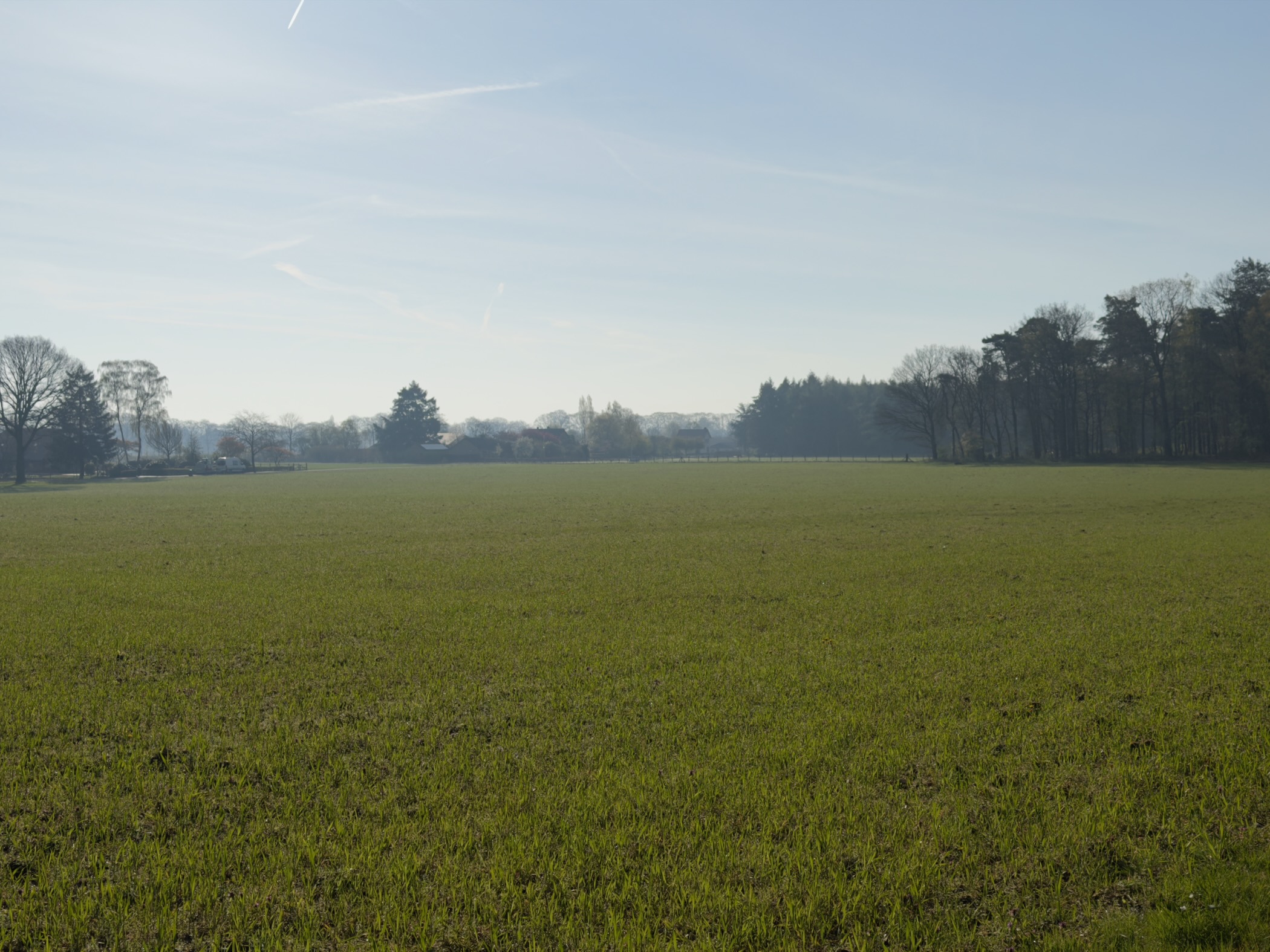 Wide green field stretching to the horizon with a row of trees in the misty distance