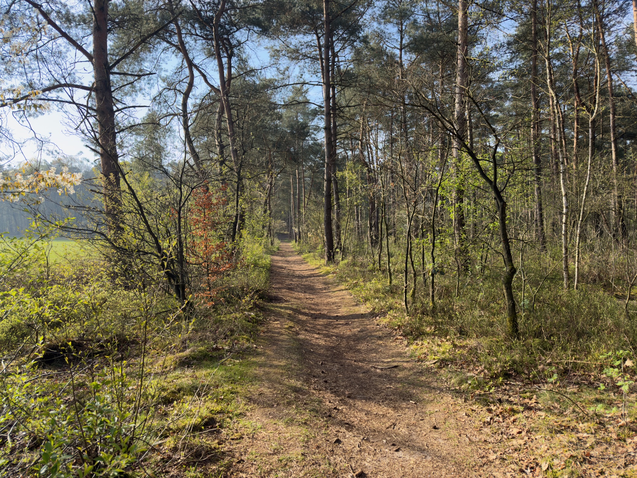 Sandy path through a pine and birch forest with heather undergrowth