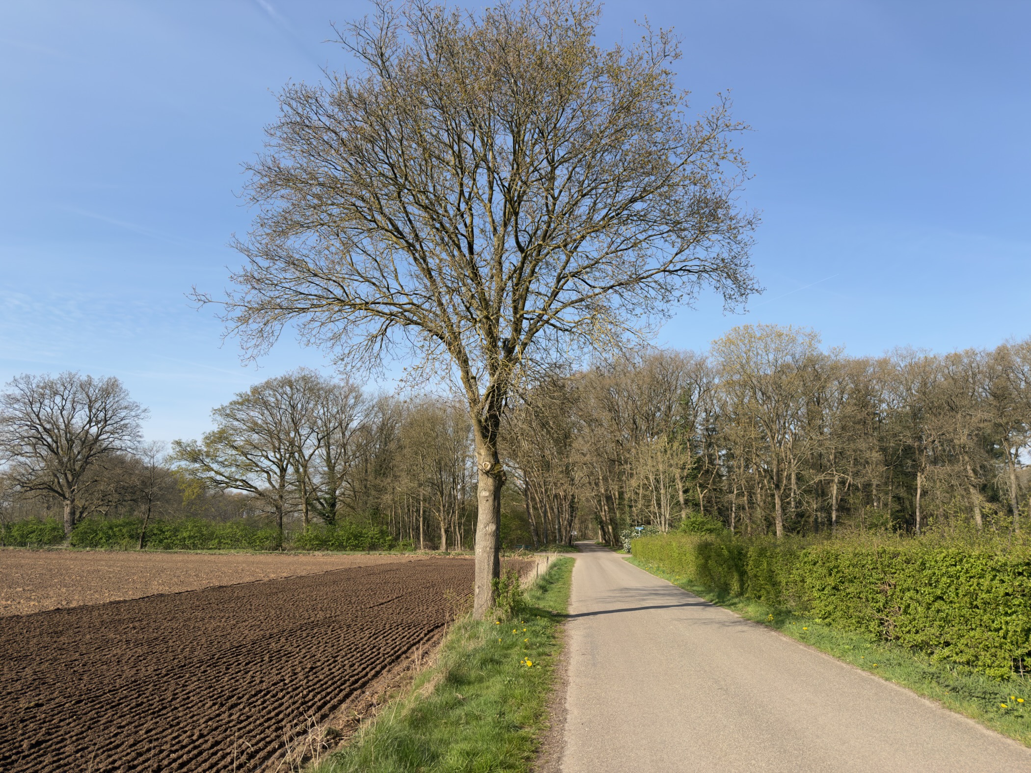 Country lane between a ploughed field and trees with a tall bare tree standing prominently