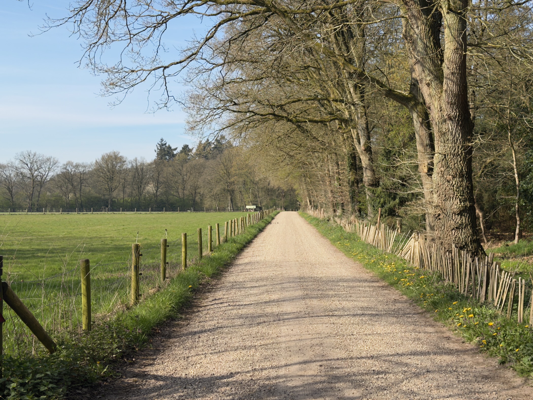 Gravel path between a fenced green meadow and a row of mature trees