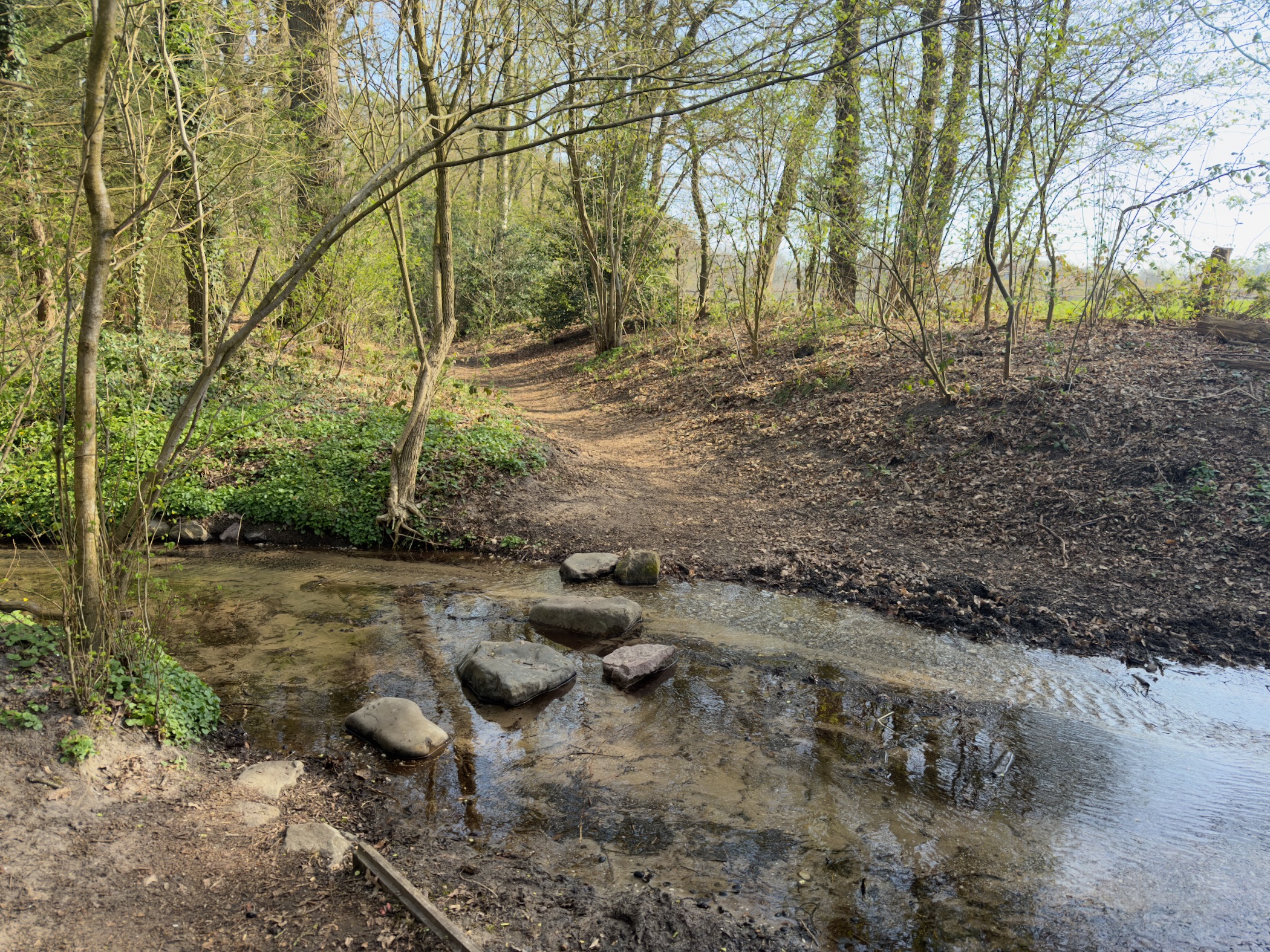 Stepping stones crossing a shallow stream in the forest