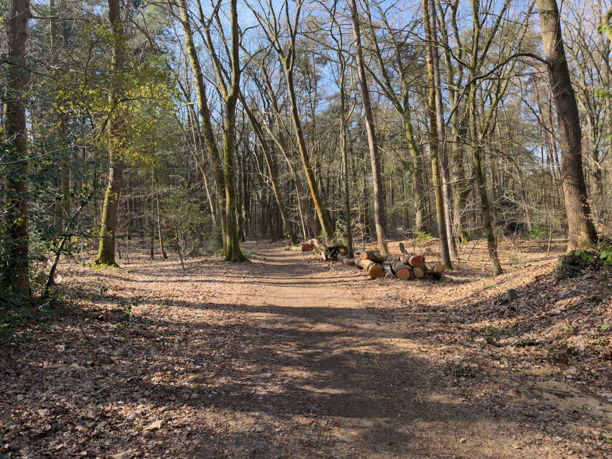 Forest crossroads with stacked logs on the ground in a sunlit woodland clearing