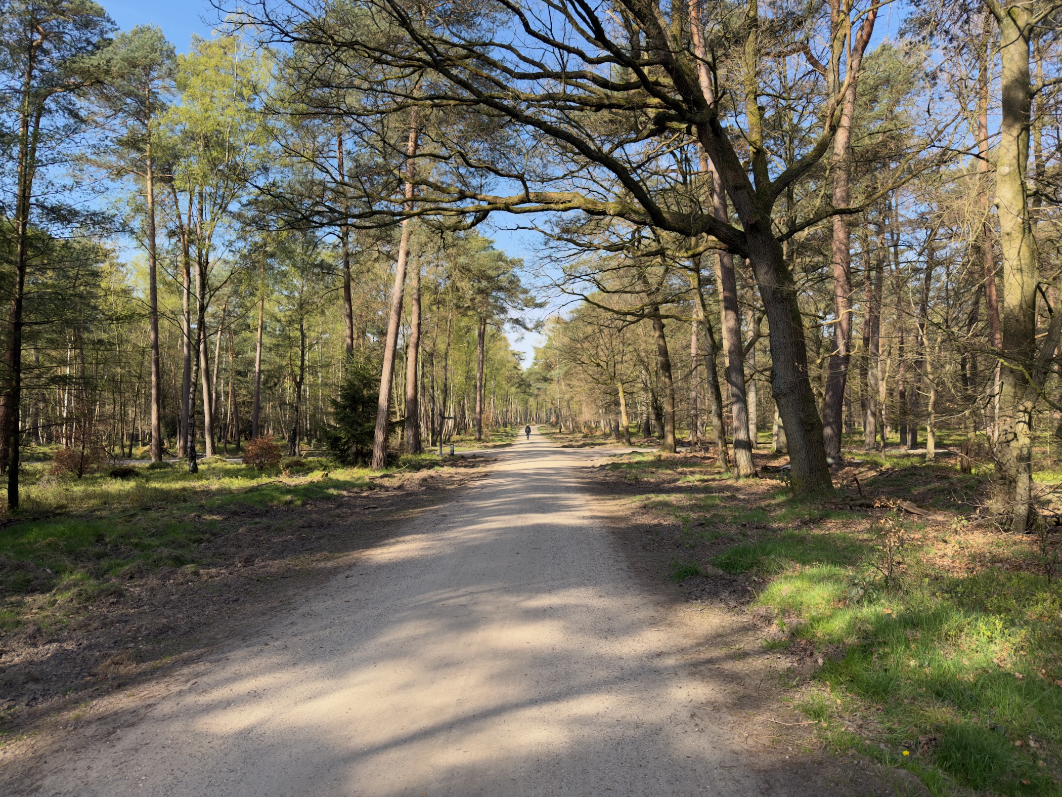 Sandy forest path through mixed pine and deciduous woodland in the Veluwe