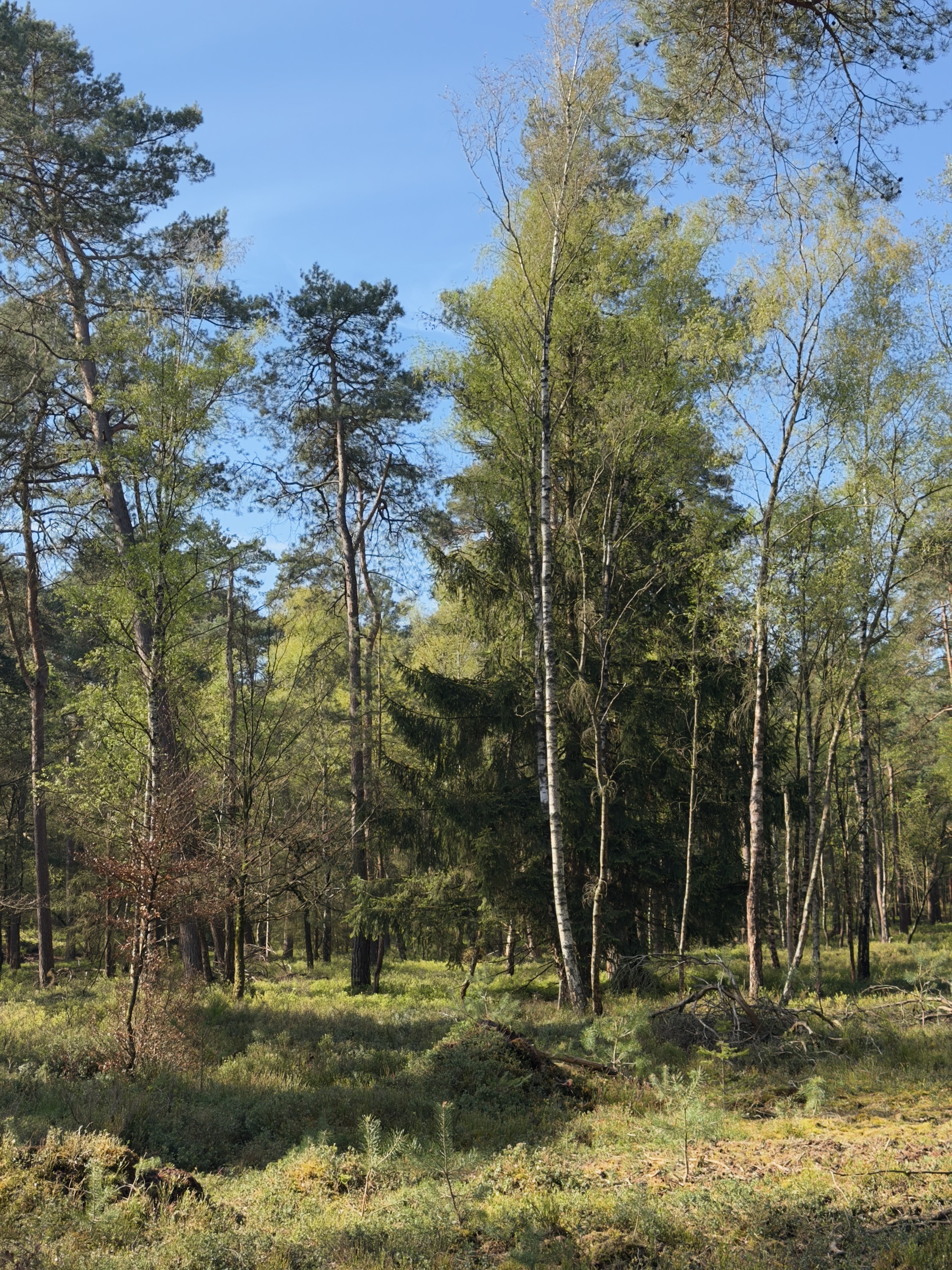 Birch and pine trees in a green forest clearing with fresh spring foliage