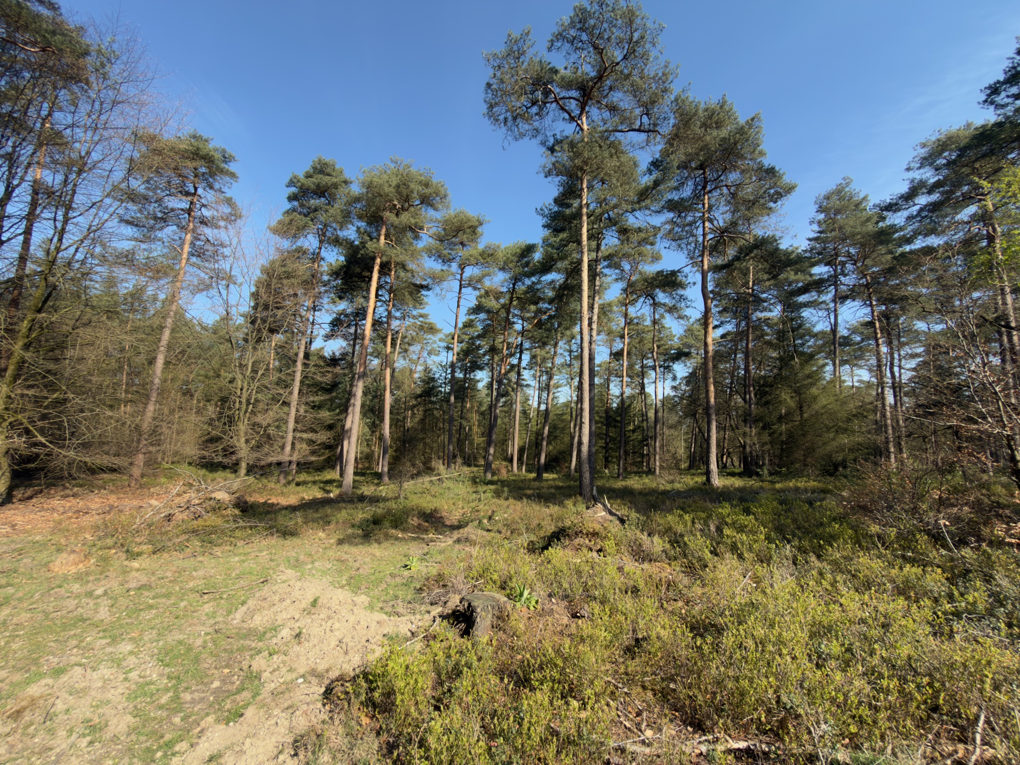 Sandy hilltop trail through tall pine trees with heather undergrowth