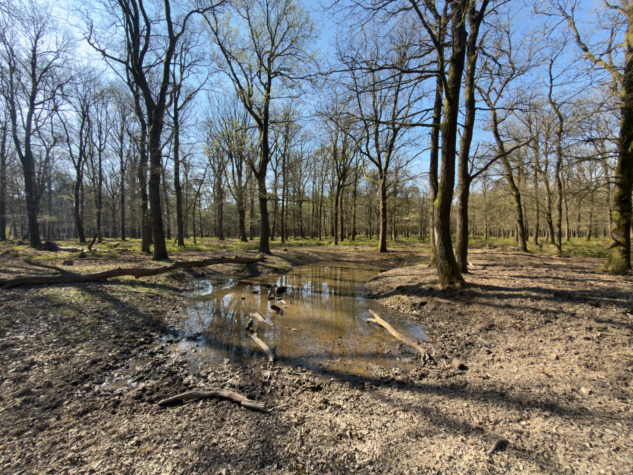Shallow puddle in an open oak woodland with bare trees in early spring