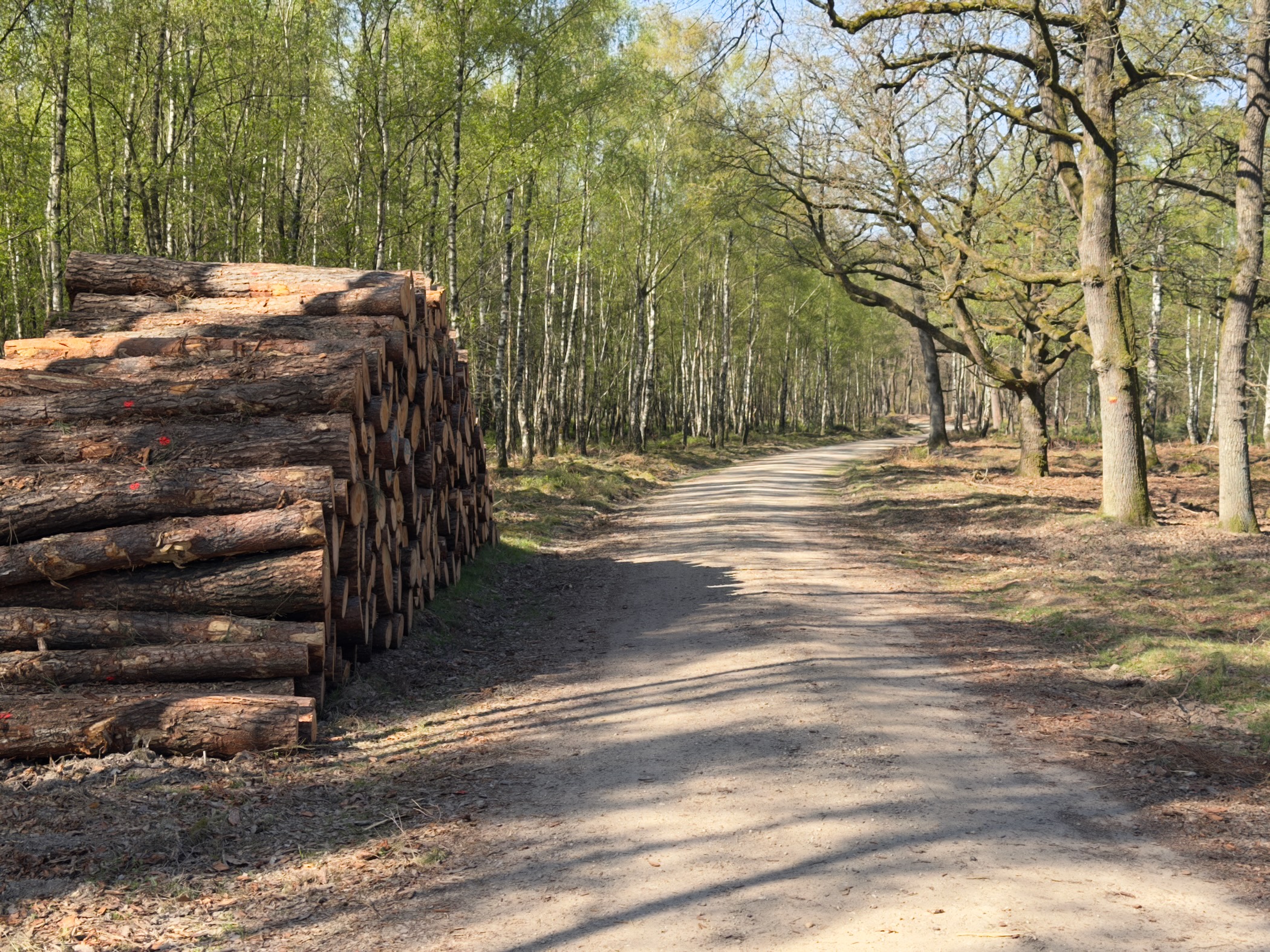 Stacked timber logs beside a forest path lined with birch trees