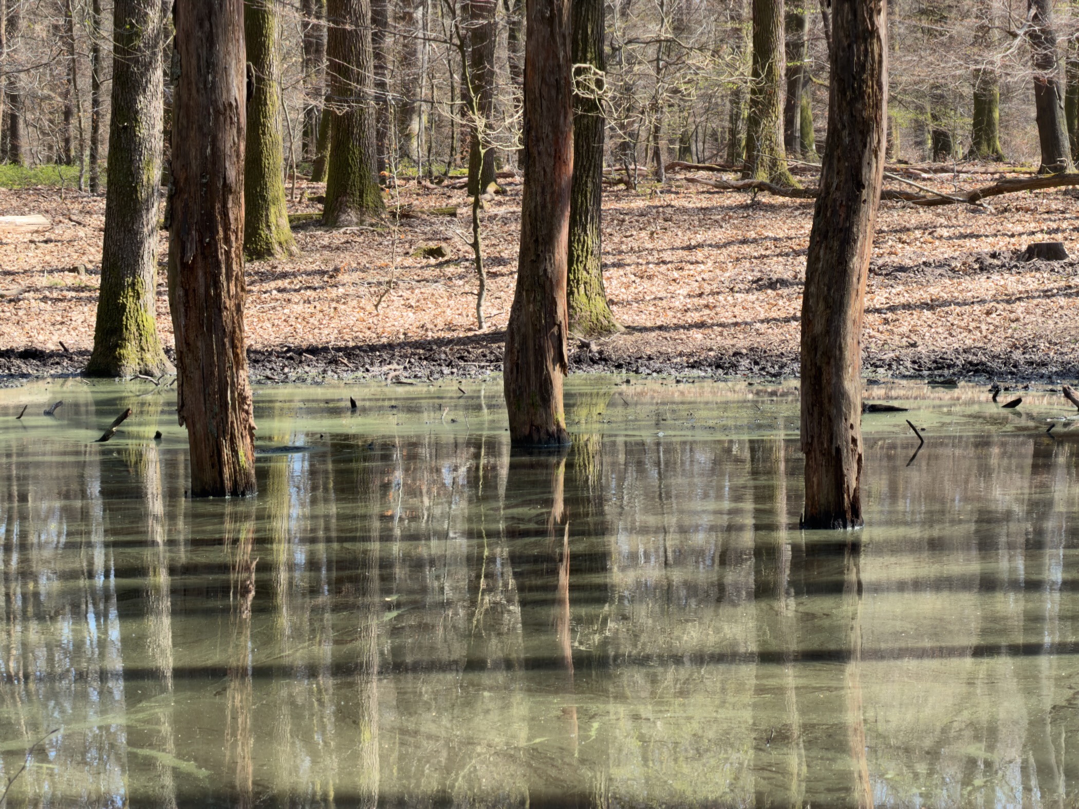 Flooded forest floor with tree trunks standing in still green-tinted water