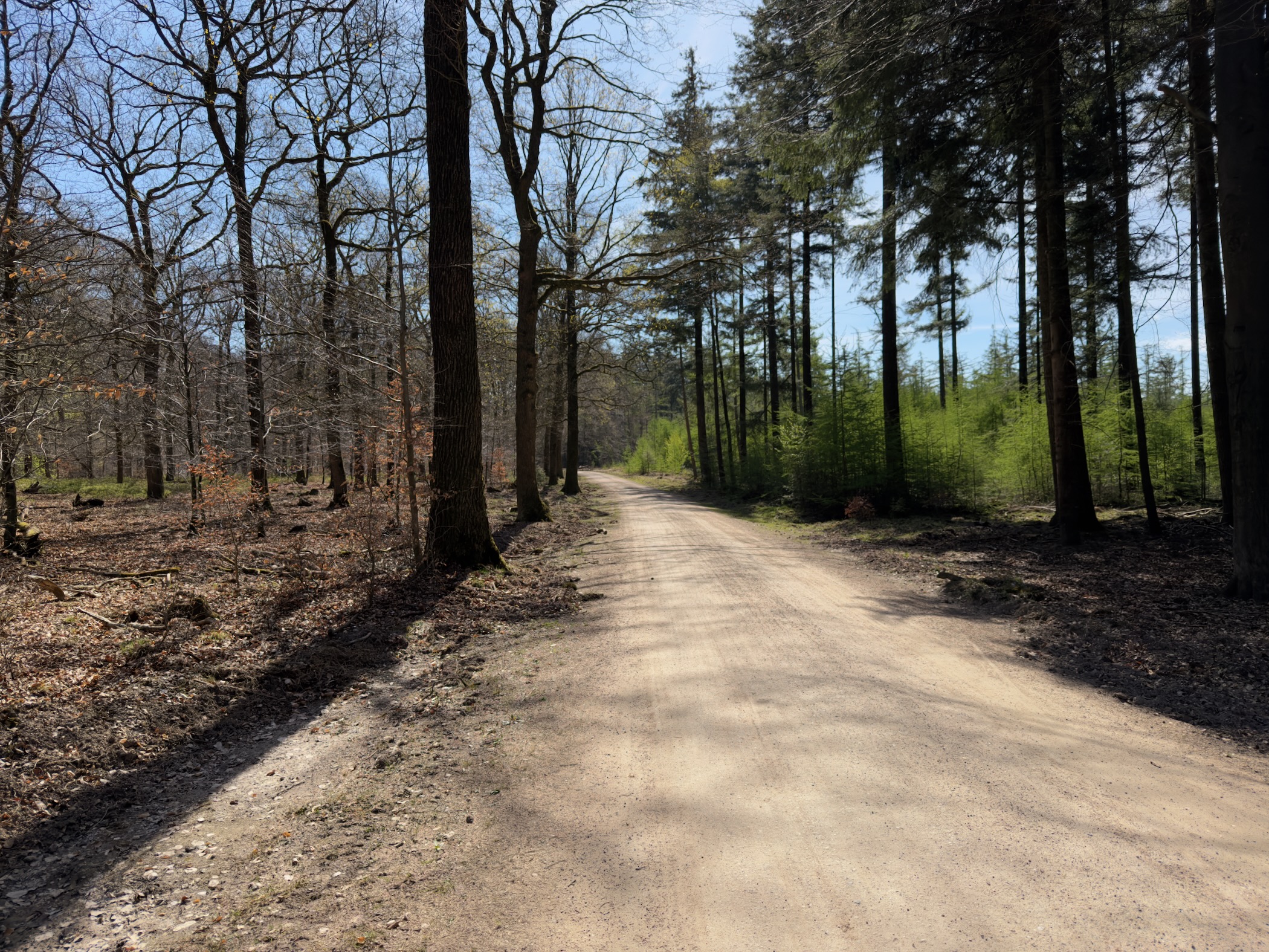 Wide unpaved road through mixed forest with oak and spruce trees