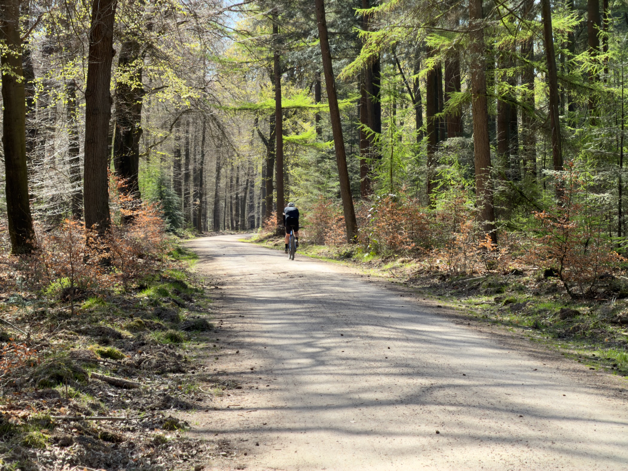 Cyclist riding ahead on a shaded forest path with fresh green undergrowth