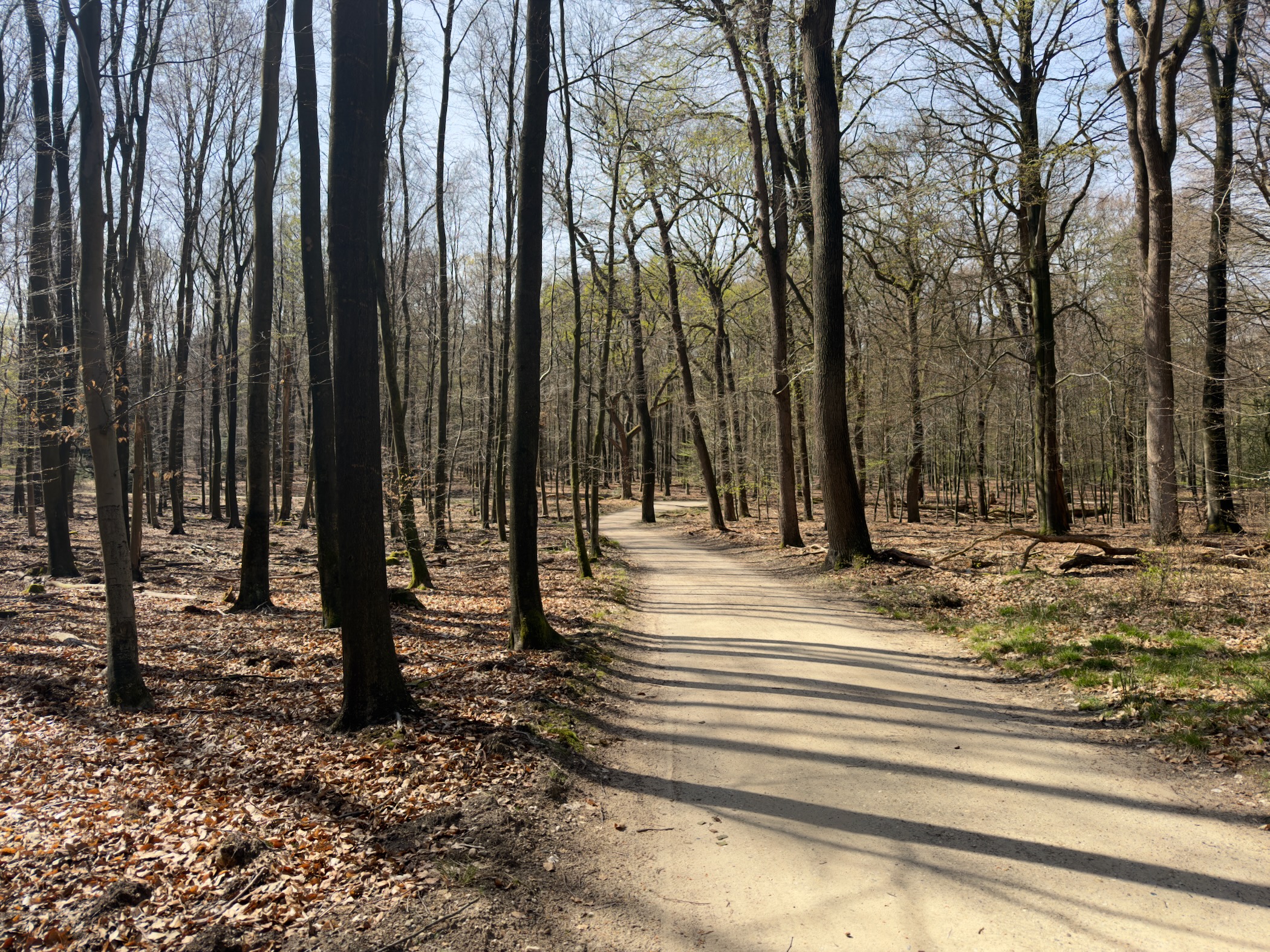 Winding path through a beech forest with long afternoon shadows on the ground