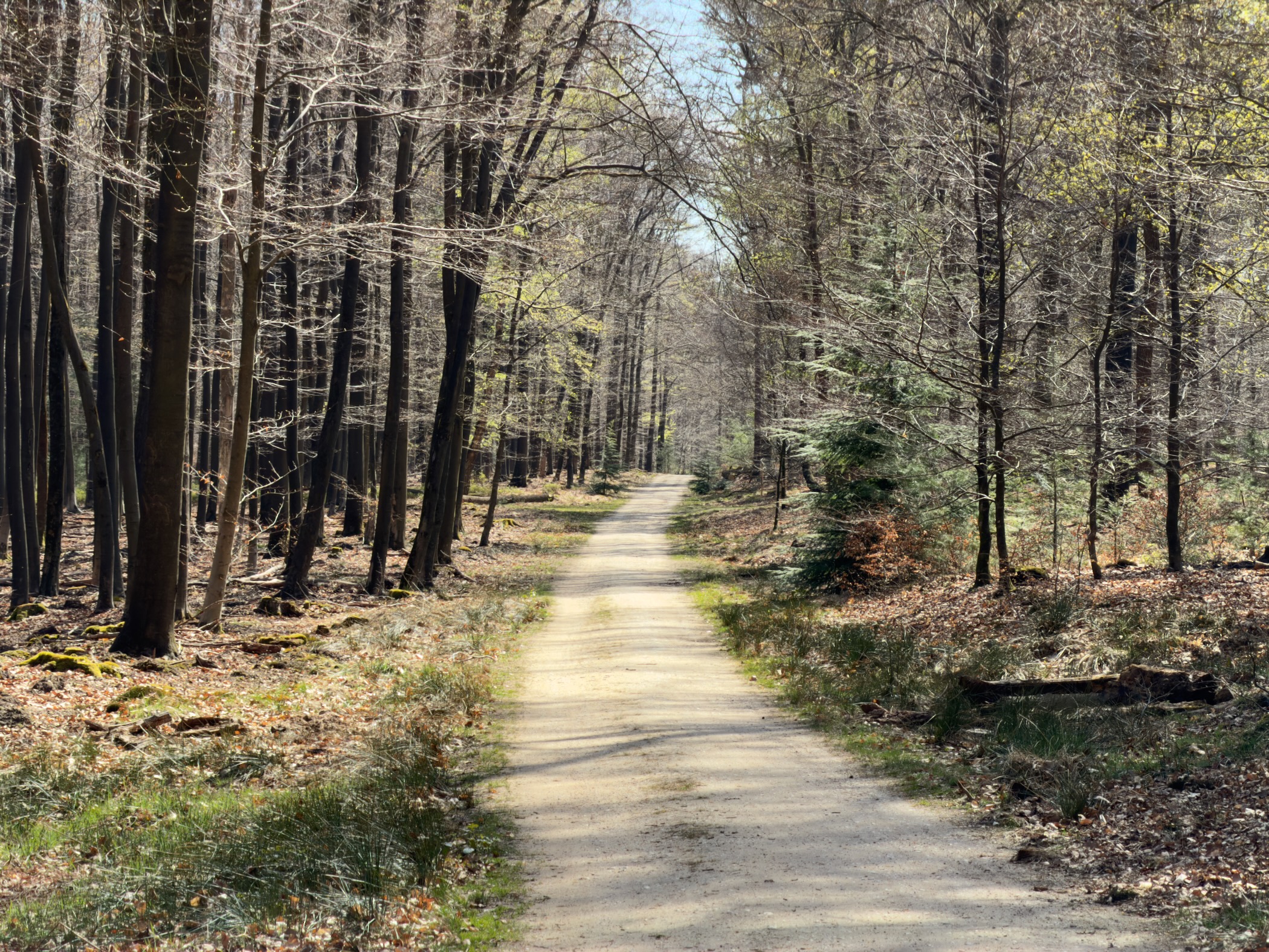 Straight forest path through tall trees with early spring foliage emerging