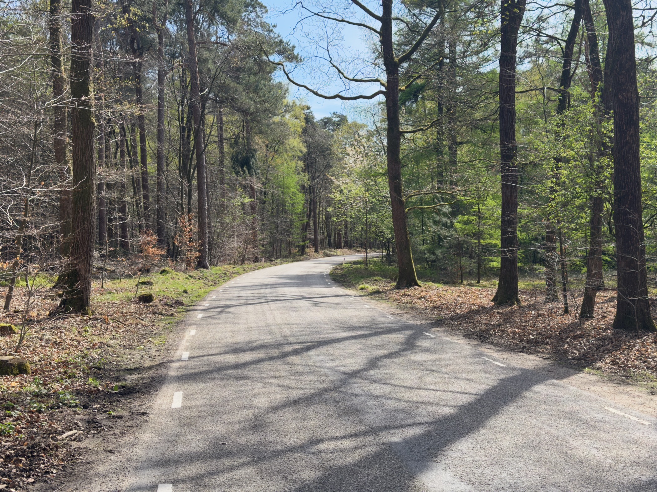 Paved road curving through a mixed forest with white center line markings