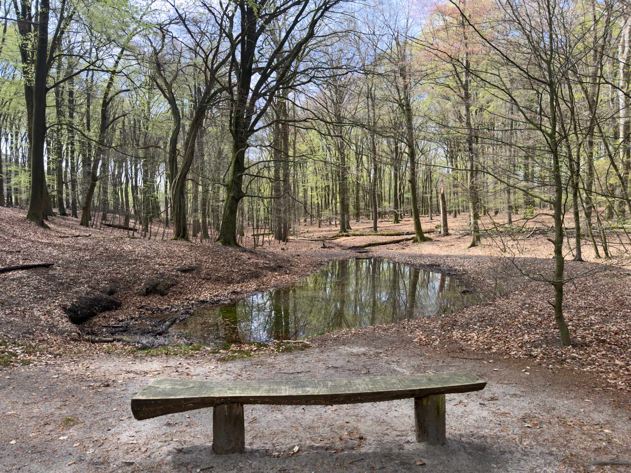 Stone bench beside a small forest pool in a leafy beech forest in early spring