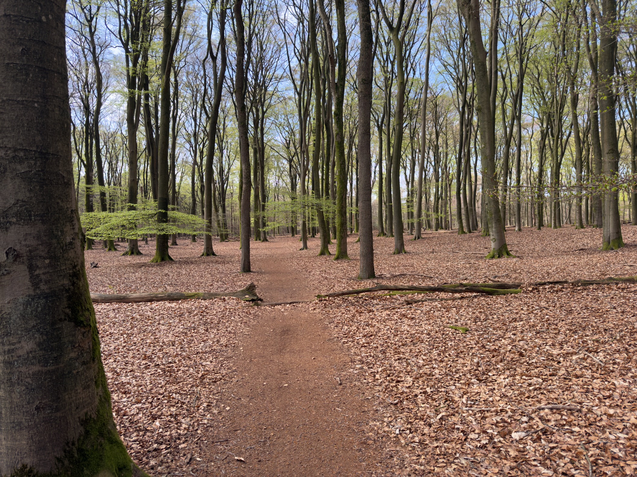 Path winding through a beech forest with a thick carpet of copper-brown leaves on the ground