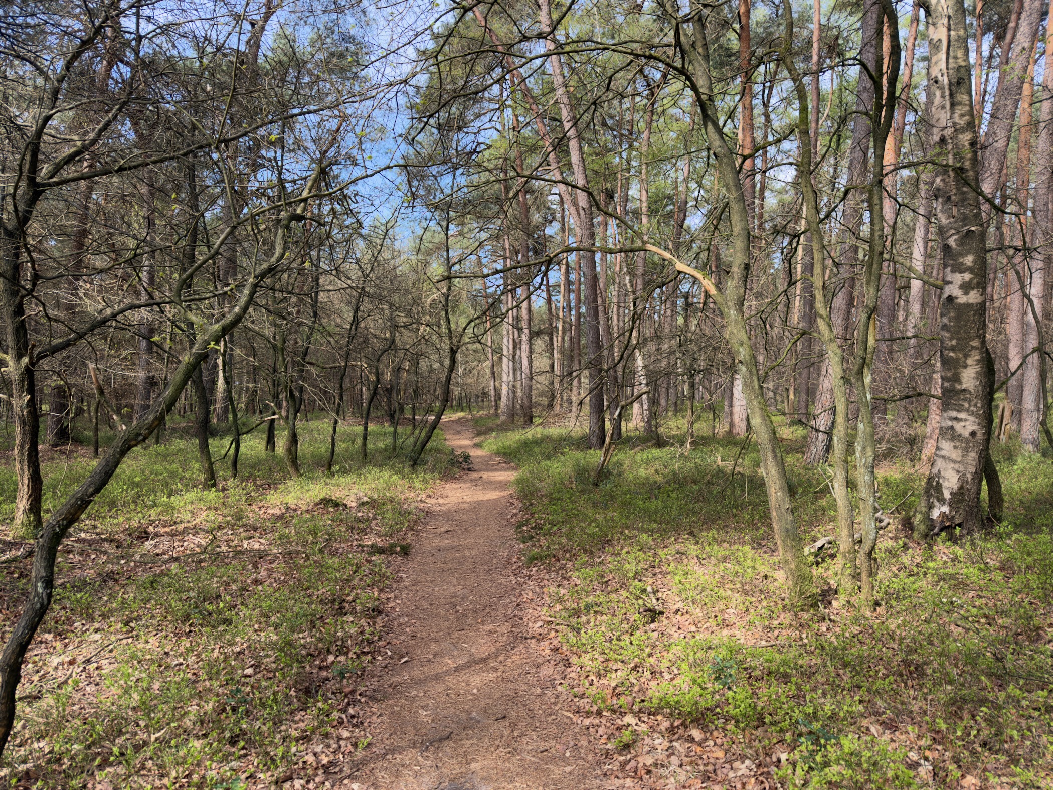 Narrow sandy trail through mixed woodland with fresh green spring undergrowth