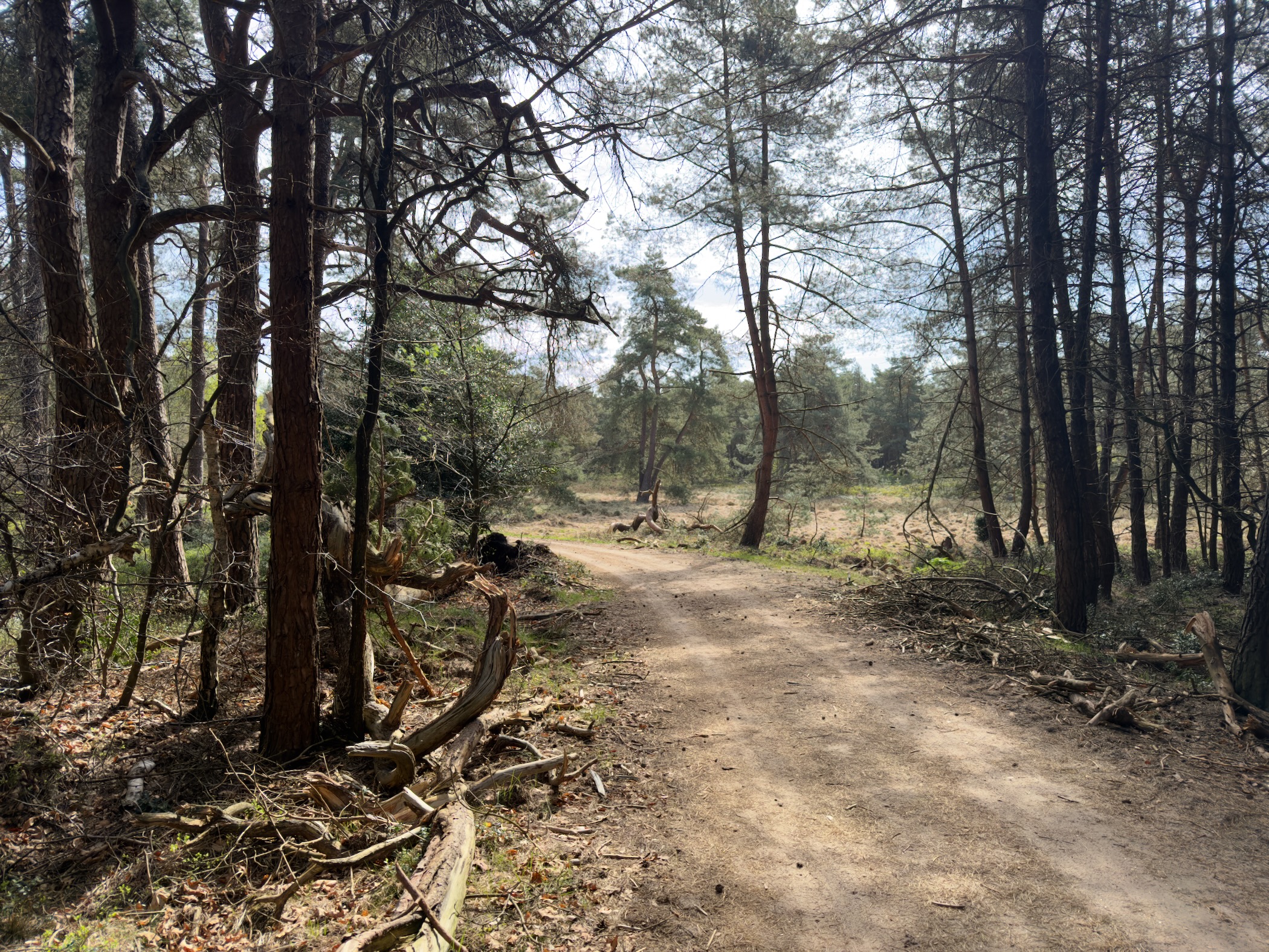 Sunlit sandy path through a pine forest with scattered fallen branches on the forest floor