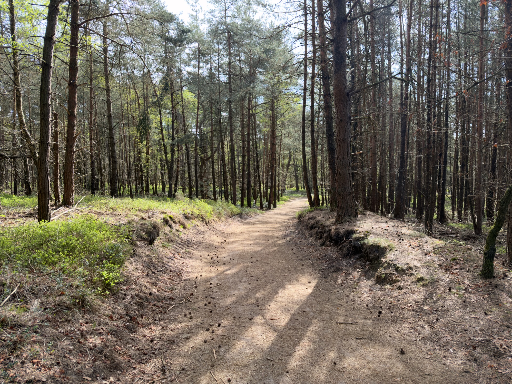 Sandy forest road running between dense rows of tall slender pine trees