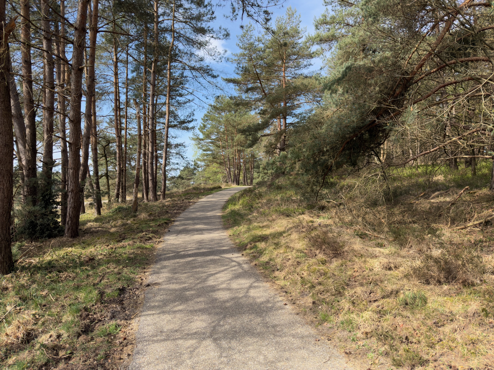 Paved cycle path climbing a gentle rise through a tall pine forest