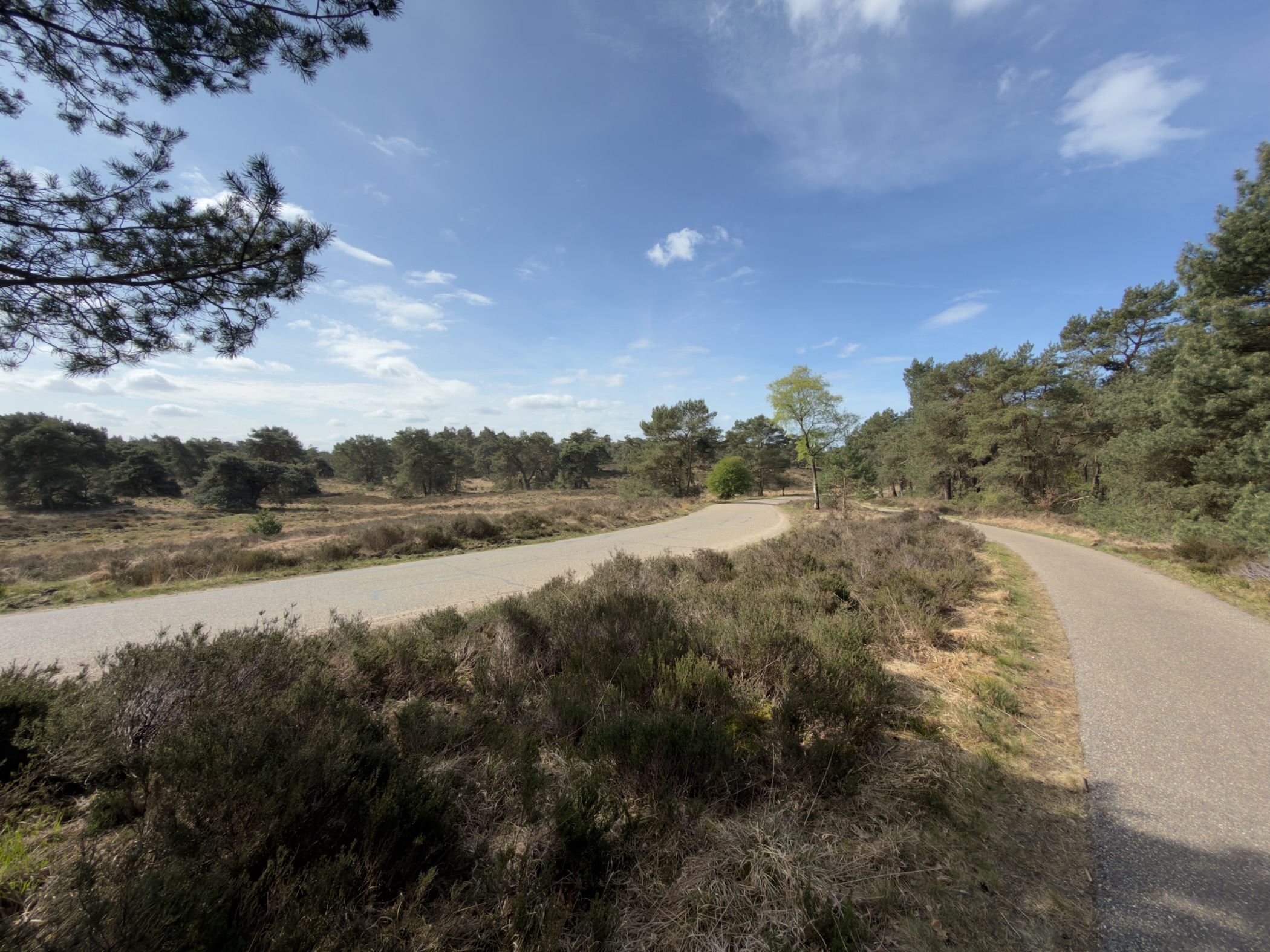Two paved paths curving through heather and scattered pines under a bright blue sky